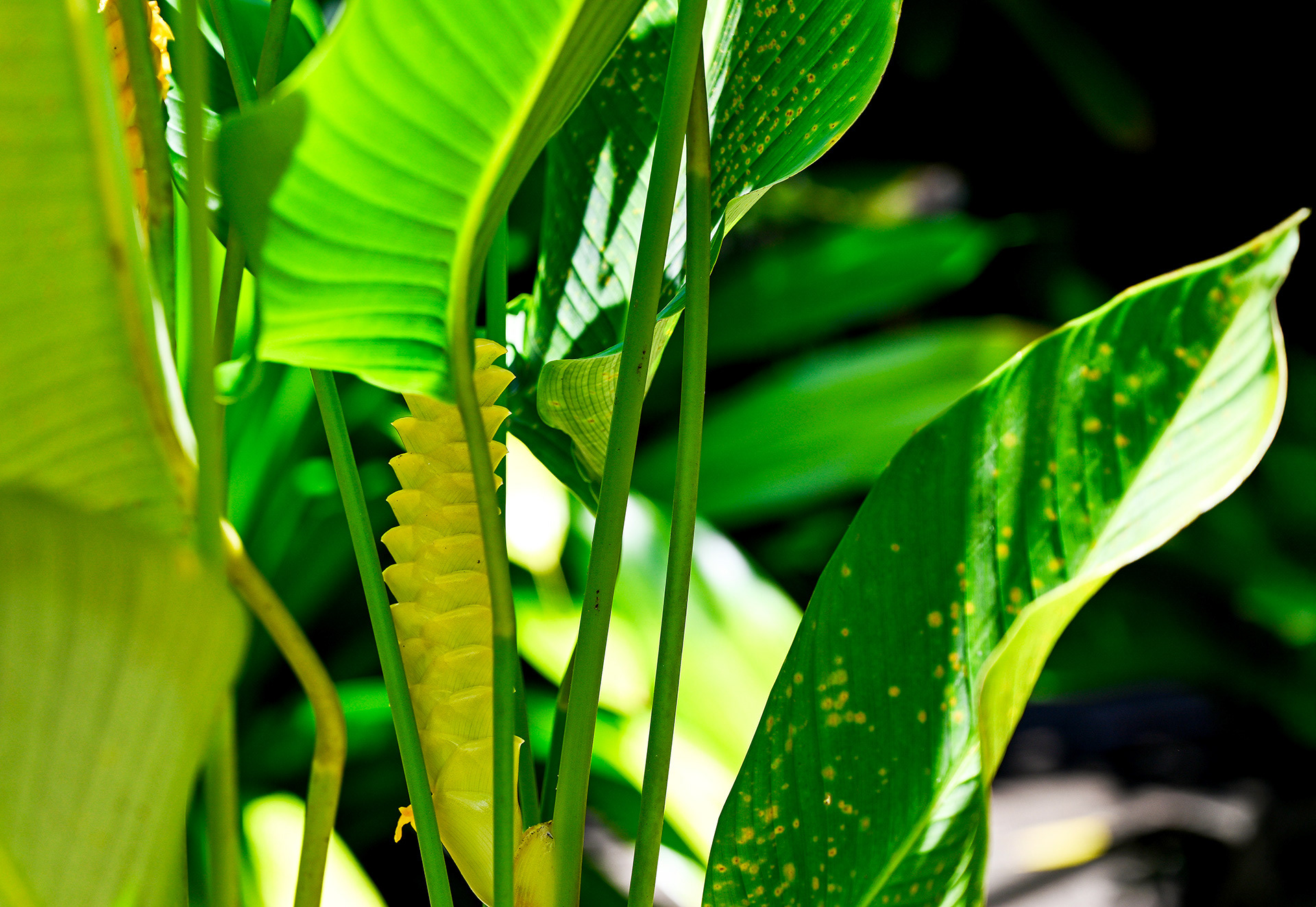 A rare yellow Heliconia growing wild in the tropical garden.