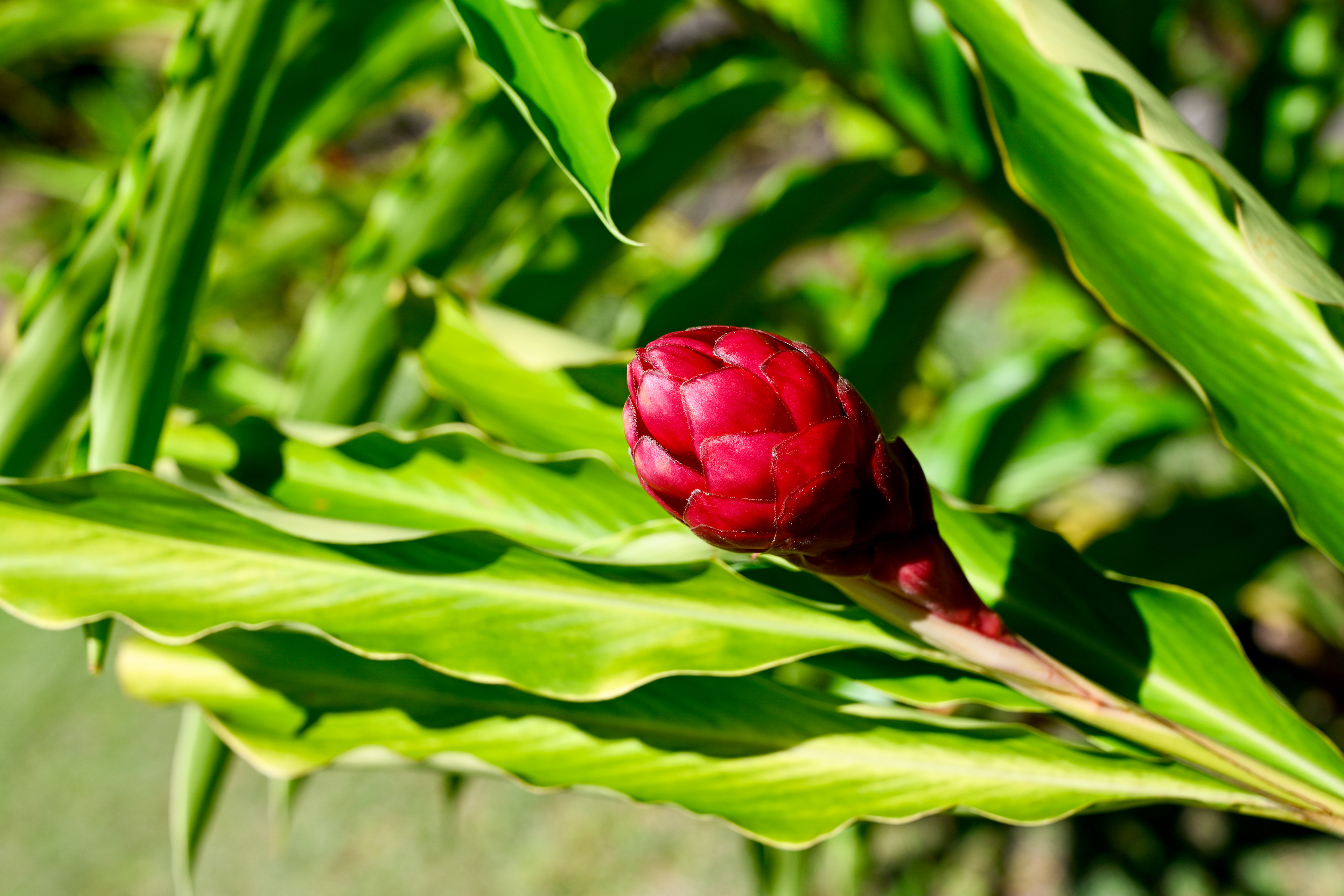Bringing the Island’s Natural Beauty to You: Ginger Flowers at Hacienda Eterna Primavera At Hacienda Eterna Primavera, we believe in creating an immersive experience where guests are surrounded by the natural beauty of the island. One way we’re enhancing this experience is by bringing the vibrant ginger plants, which grow abundantly on our land, closer to the house. The Beauty of Ginger Flowers These stunning tropical plants not only add lush greenery to our grounds but also bloom with beautiful ginger flowers, making them a perfect addition to the landscape. By placing them around the property, we’re inviting guests to experience the island’s natural charm up close. The bright and bold colors of the ginger flowers make for an incredible visual experience, a true tropical escape. The Scent You Didn’t Know You Were Missing However, the magic of ginger flowers doesn’t stop at just their appearance. One of the most delightful aspects of these flowers is the intoxicating scent they emit in the evening. As the sun sets, the fragrance fills the air, adding a layer of sensory beauty to the Hacienda that many people may not know about. It’s a calming, soothing aroma that makes the evening air feel even more serene and inviting. When guests wander the grounds or relax on the balcony, they can enjoy not only the sight of these exotic plants but also the natural perfume that creates a peaceful, tropical atmosphere. It’s a simple yet unforgettable part of the experience that truly connects you with nature. At Hacienda Eterna Primavera, we want our guests to feel like they’re staying in a peaceful tropical paradise, surrounded by nature’s wonders. Whether it's the vibrant ginger flowers or the fresh breeze of the island, it’s these small touches that make the hacienda a place to remember. Stay tuned for more updates as we continue to bring the beauty of nature closer to our guests!