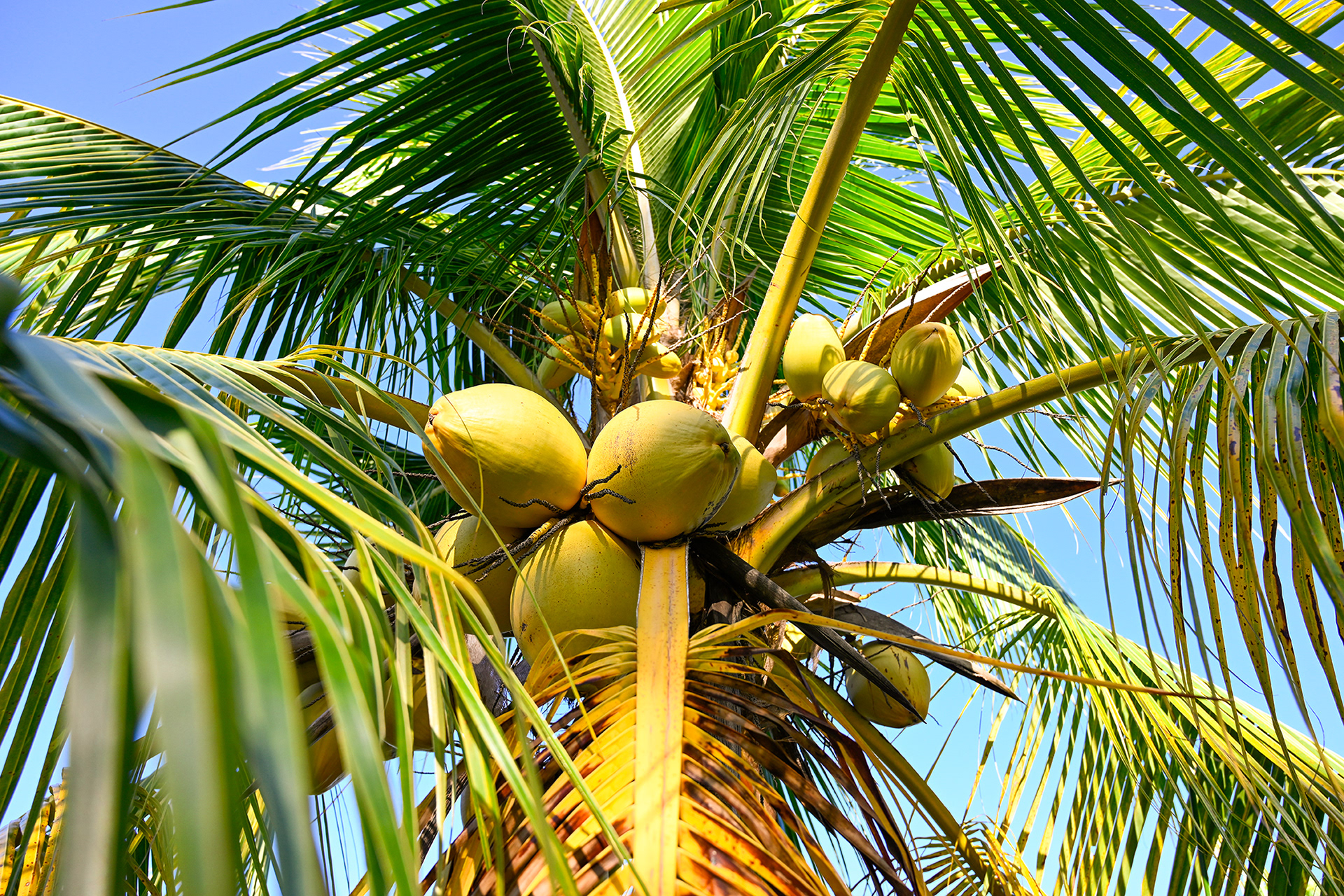 A coconut tree at Hacienda Eterna Primavera, full of ripe coconuts, perfect for harvesting fresh coconut water and enjoying an island drink.