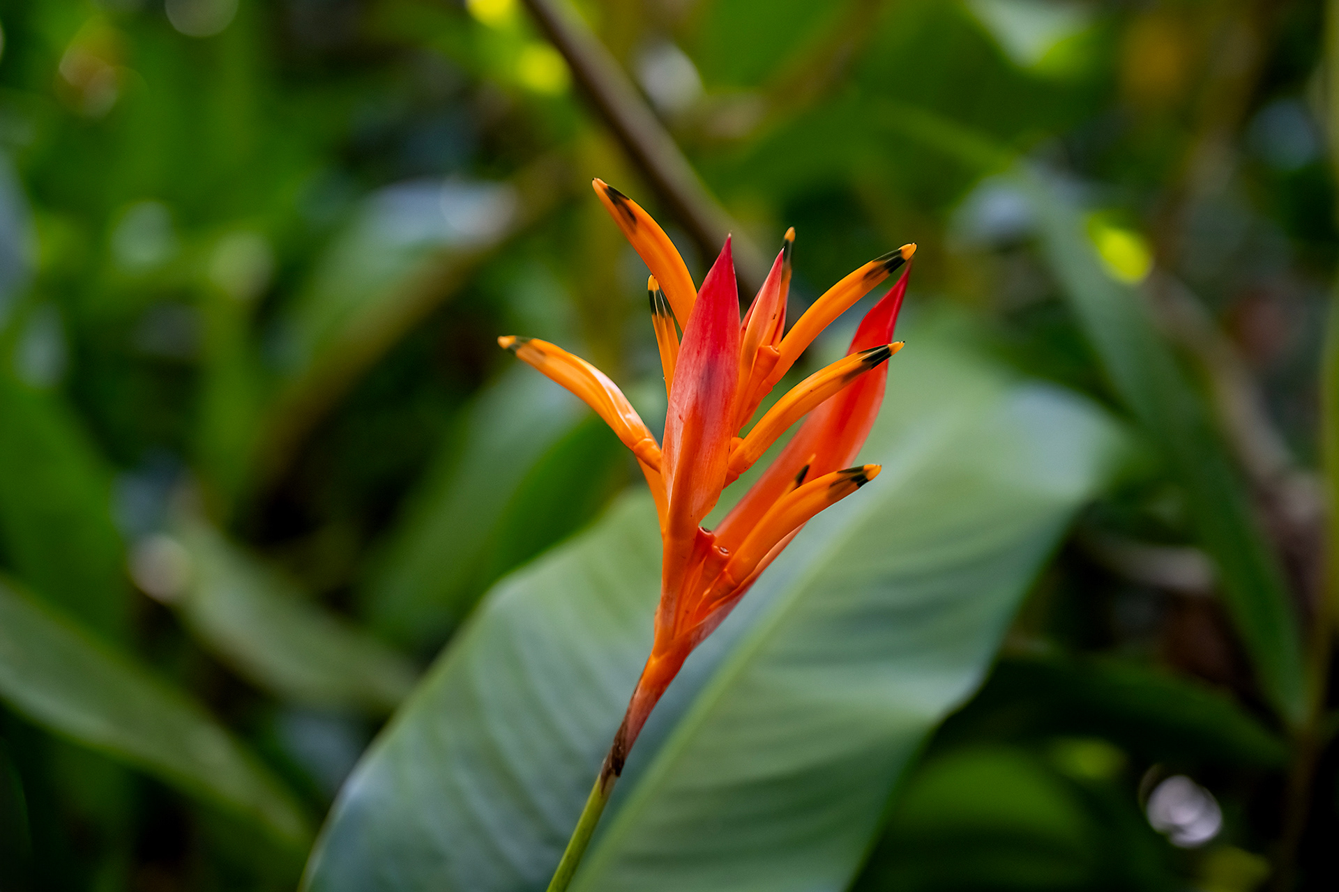 A striking Heliconia flower with vibrant red and yellow bracts, set against a soft-focus tropical green background at Hacienda Eterna Primavera, showcasing the lush flora of Puerto Rico
