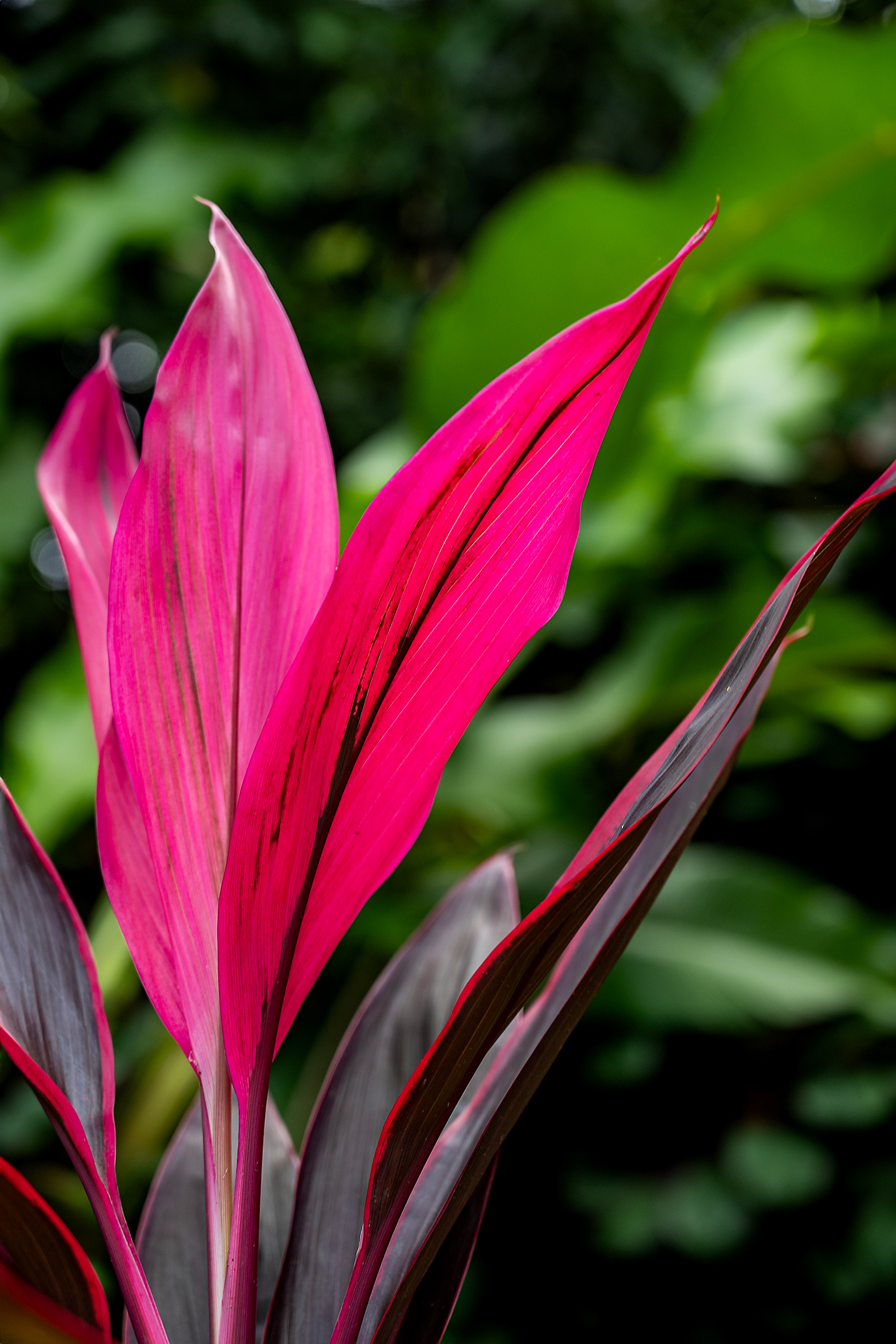 Close-up of vibrant pink to dark brown tropical plant leaves in the front yard of Hacienda Eterna Primavera, Puerto Rico, with soft blurred tropical greenery in the background, showcasing the lush natural beauty of the retreat.