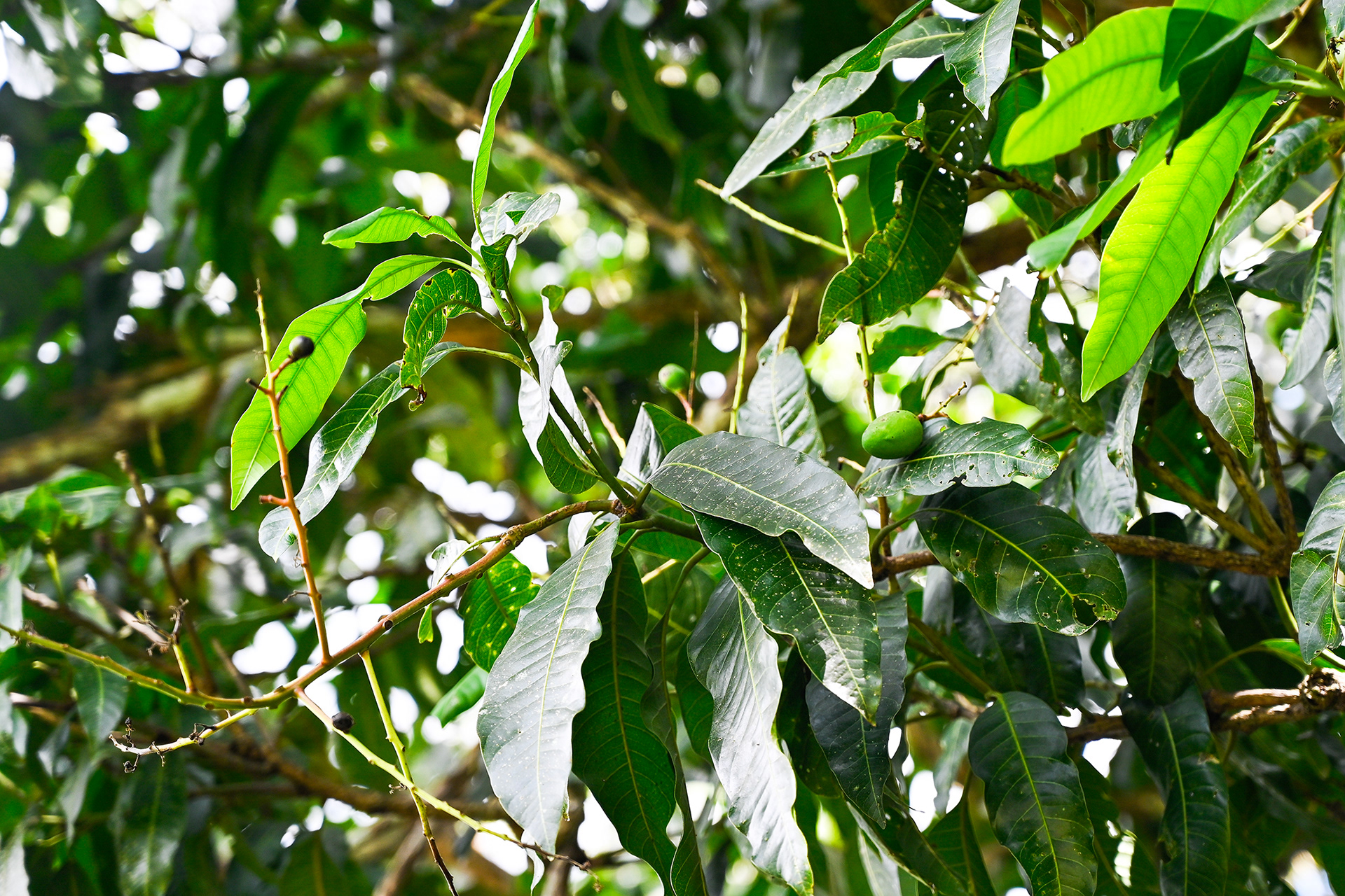 A wide-angle shot of a mango tree at Hacienda Eterna Primavera with tiny mango fruits beginning to form, set against a lush tropical backdrop.