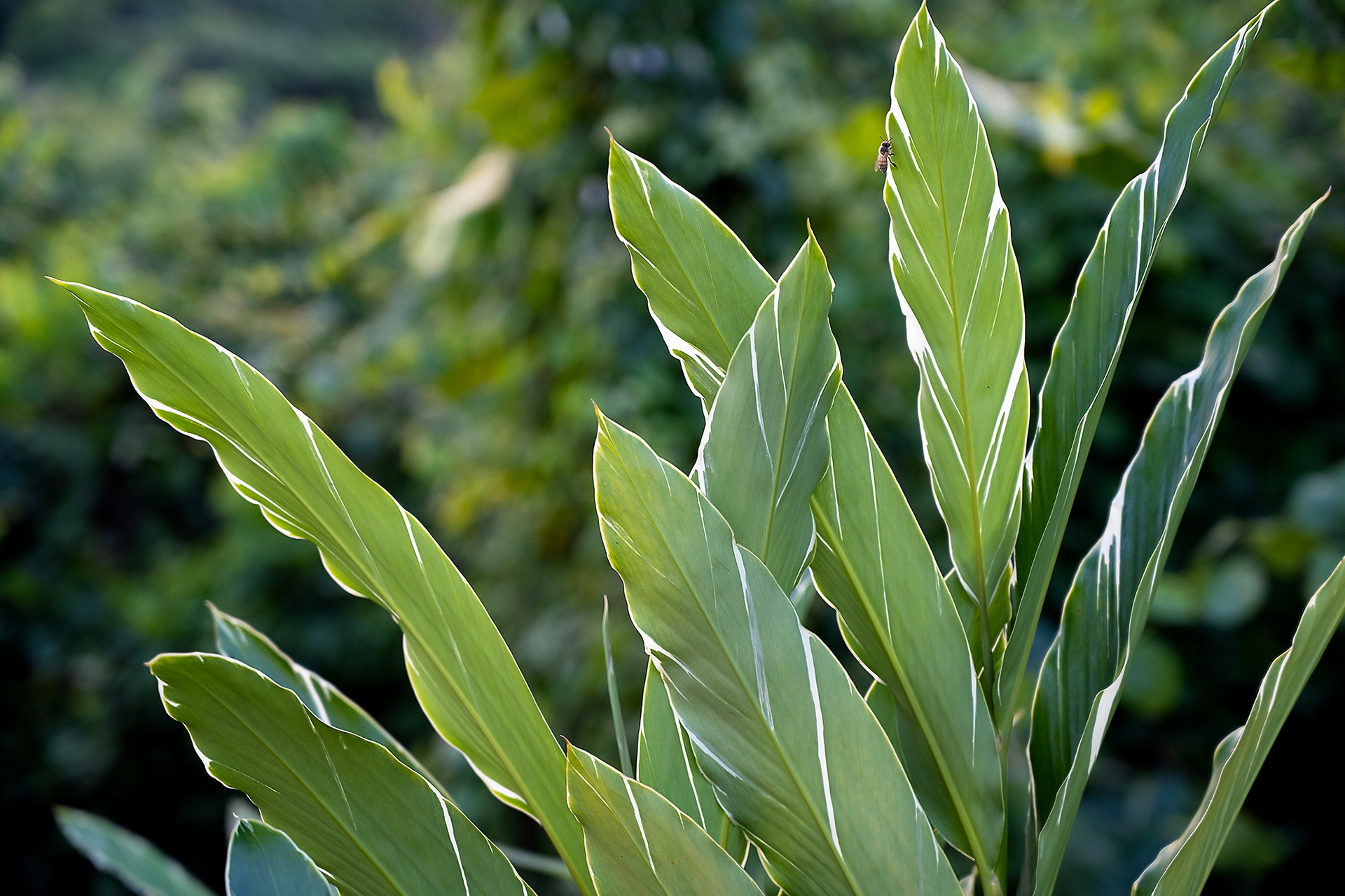 close-up of a tropical green leaf with soft blurred greenery in the background at Hacienda Eterna Primavera, highlighting the lush vegetation and serene nature.