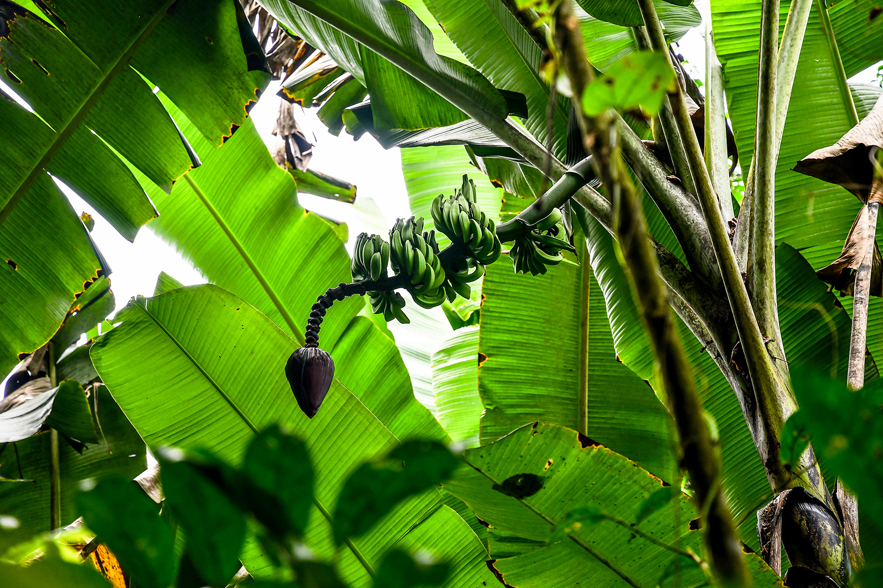 A bunch of bananas growing on a tropical banana tree in the banana grove at Hacienda Eterna Primavera, surrounded by lush greenery in Puerto Rico.