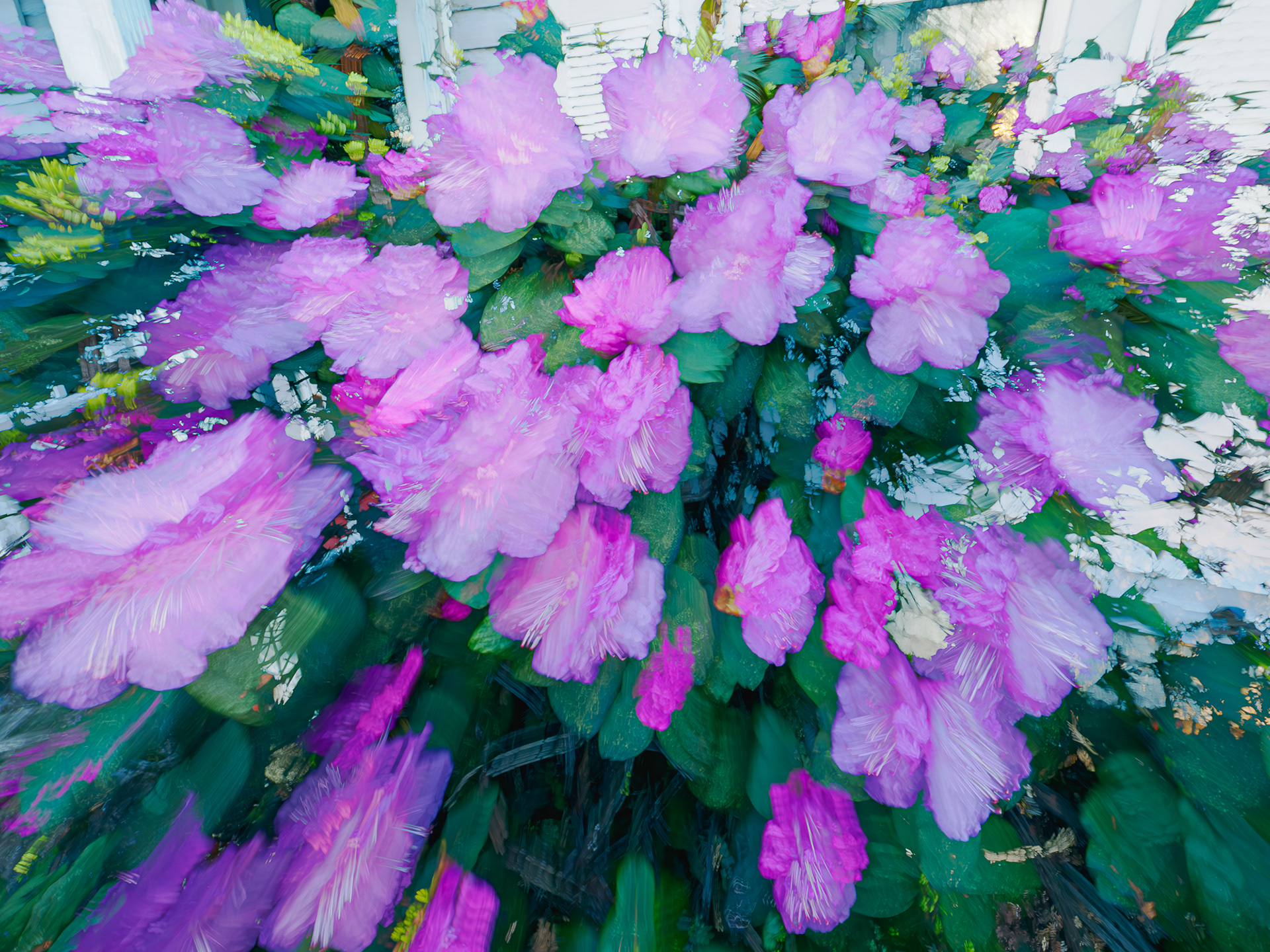 fleurs