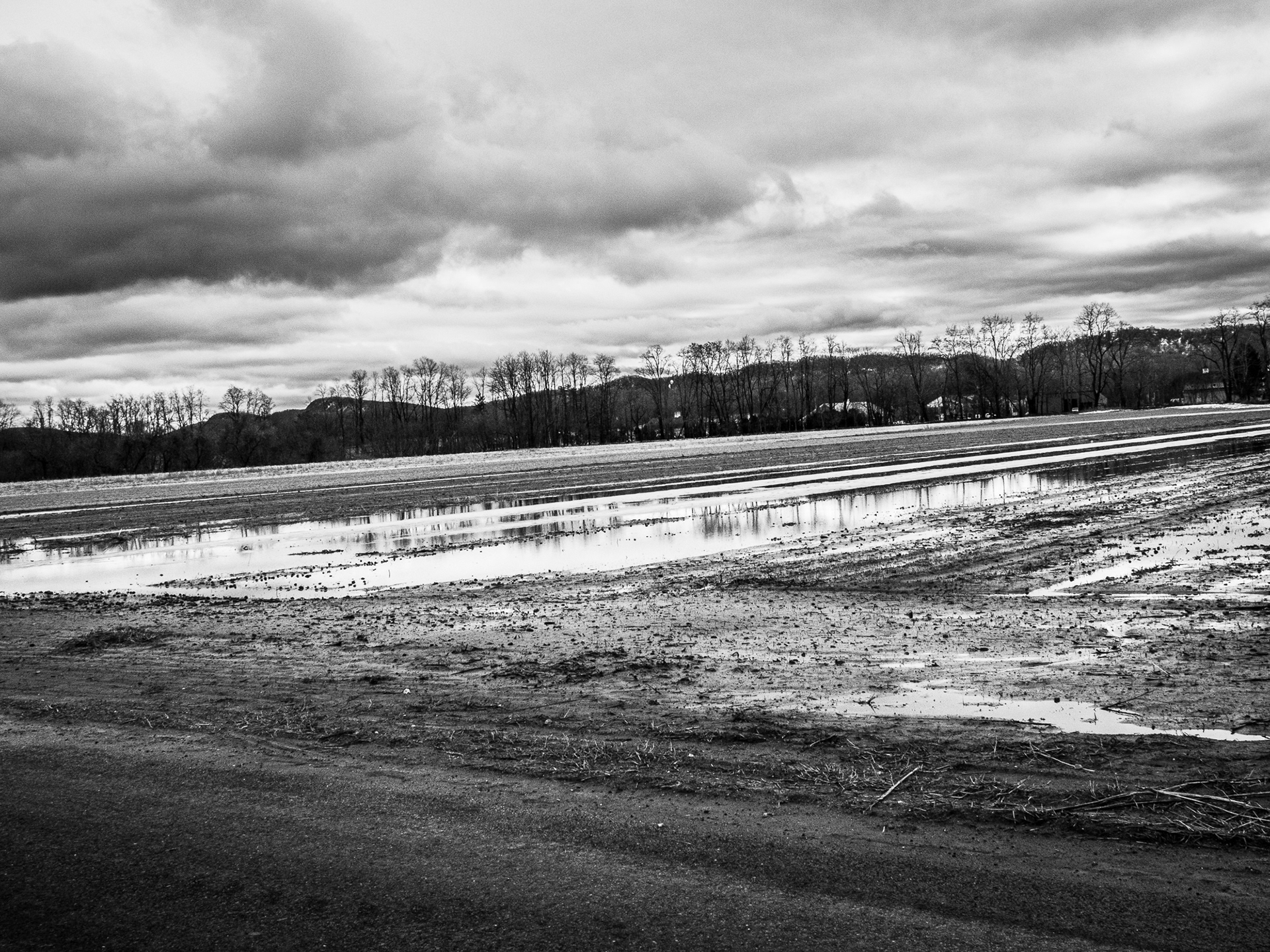 rice paddy