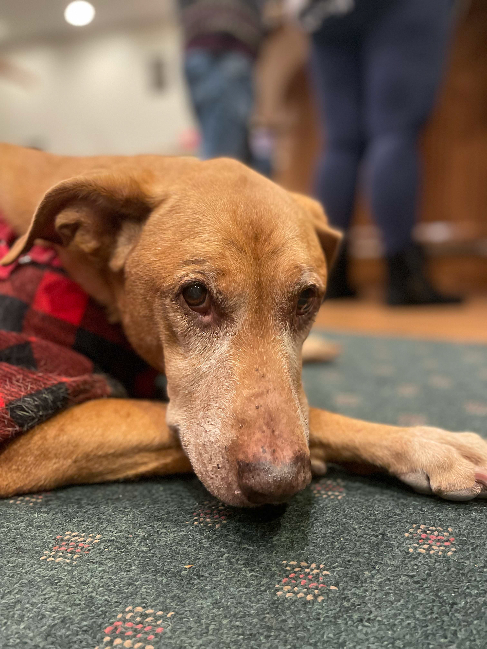 Maizey December 2022