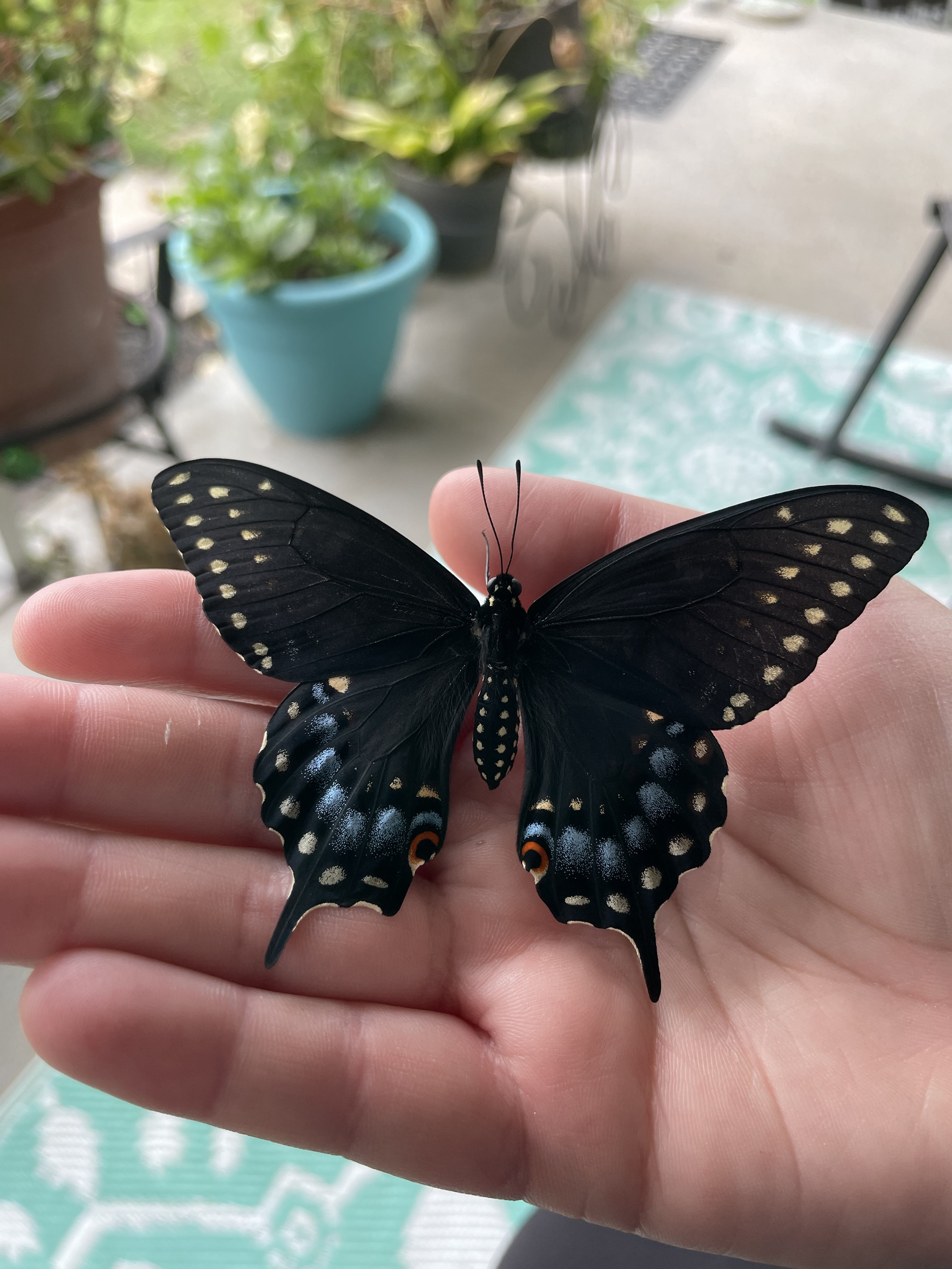 Female Black Swallowtail Butterfly