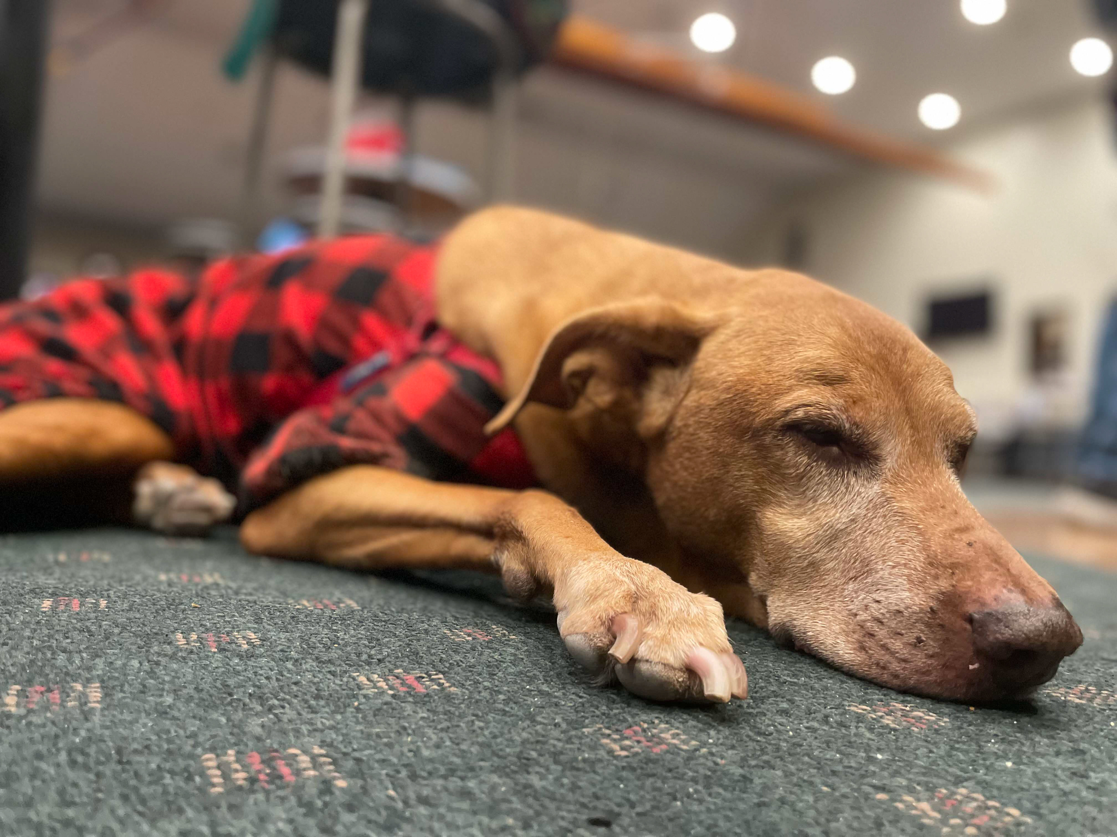 Maizey December 2022