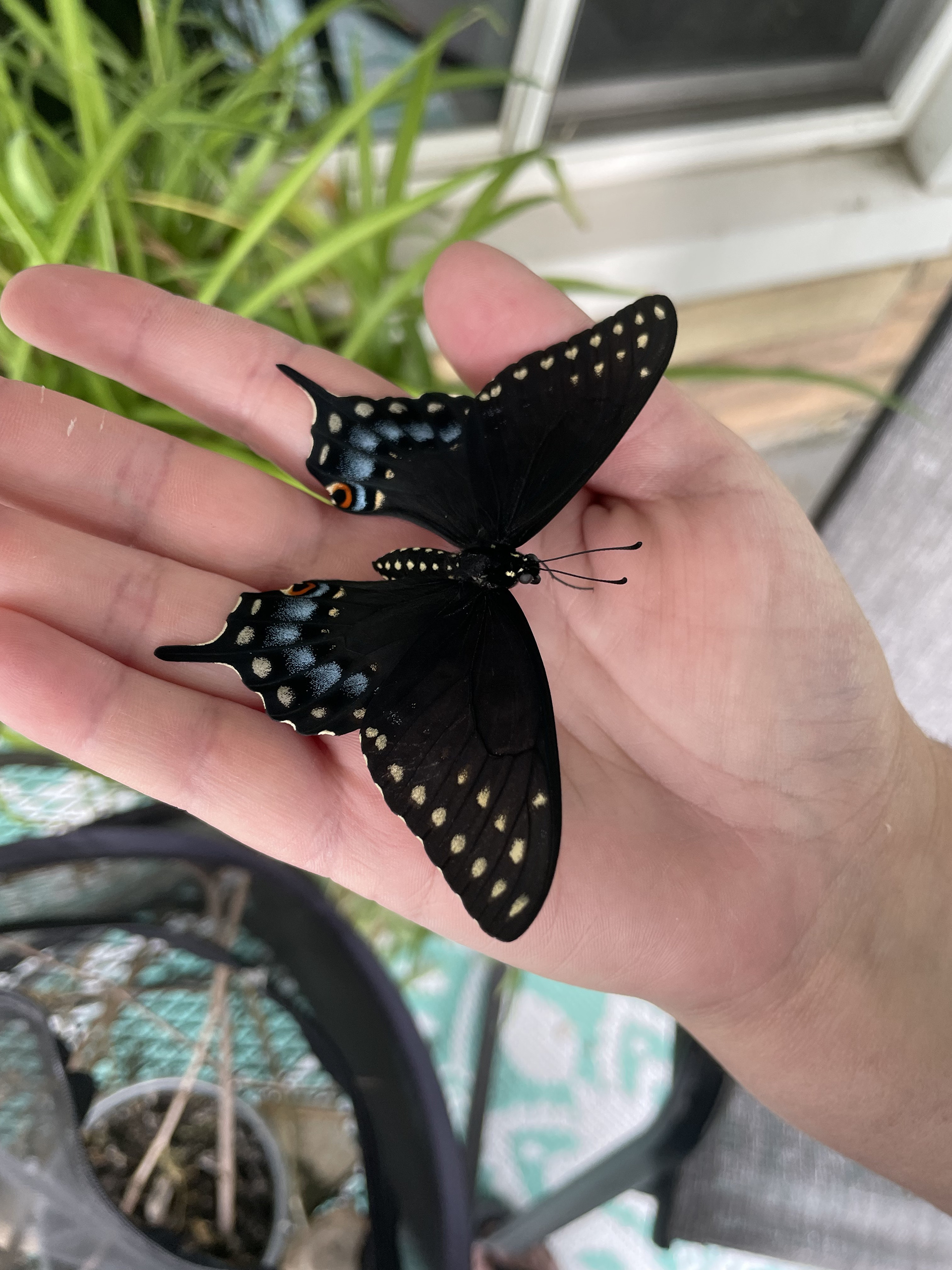 Female Black Swallowtail Butterfly