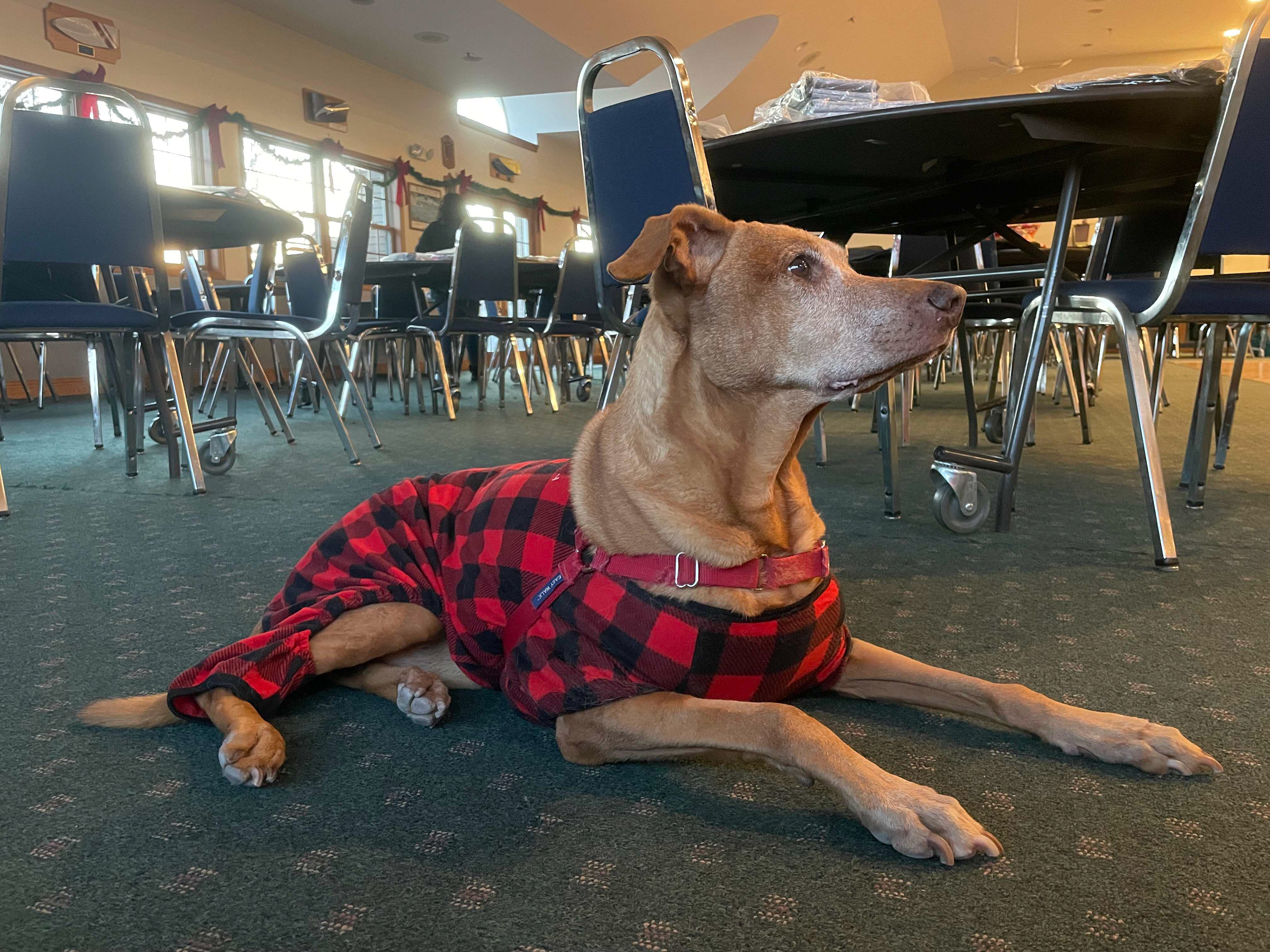 Maizey December 2022