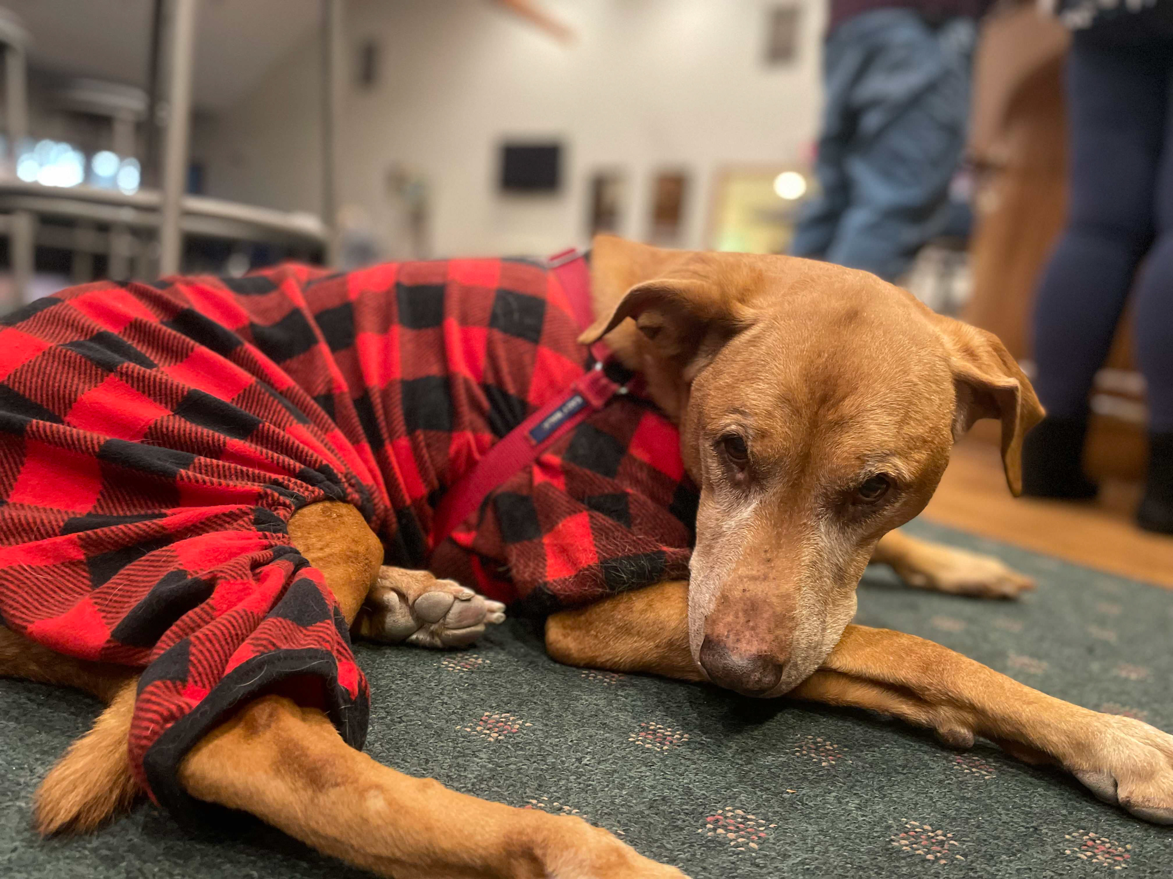 Maizey December 2022