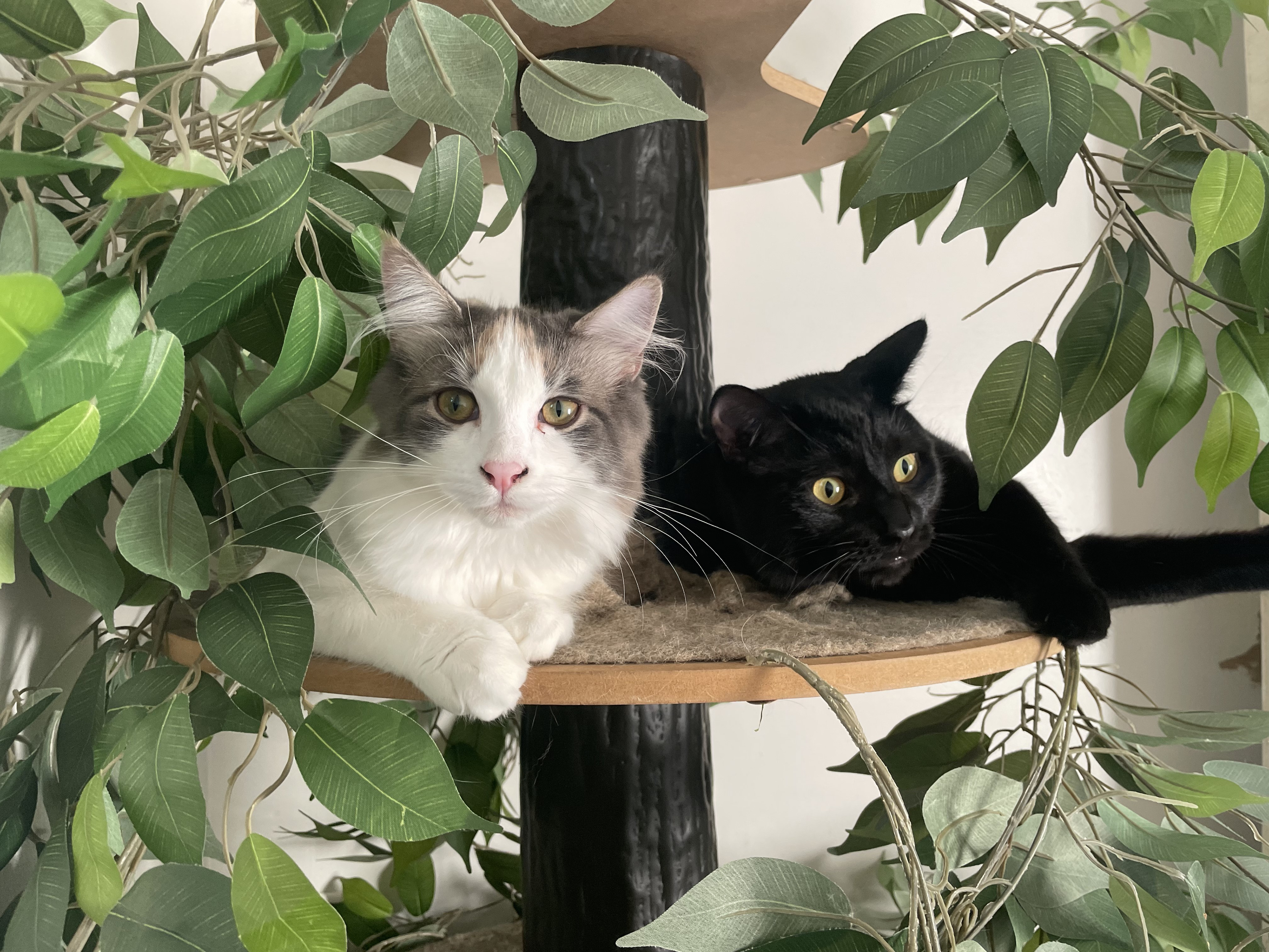 David (left) & Loki (right)