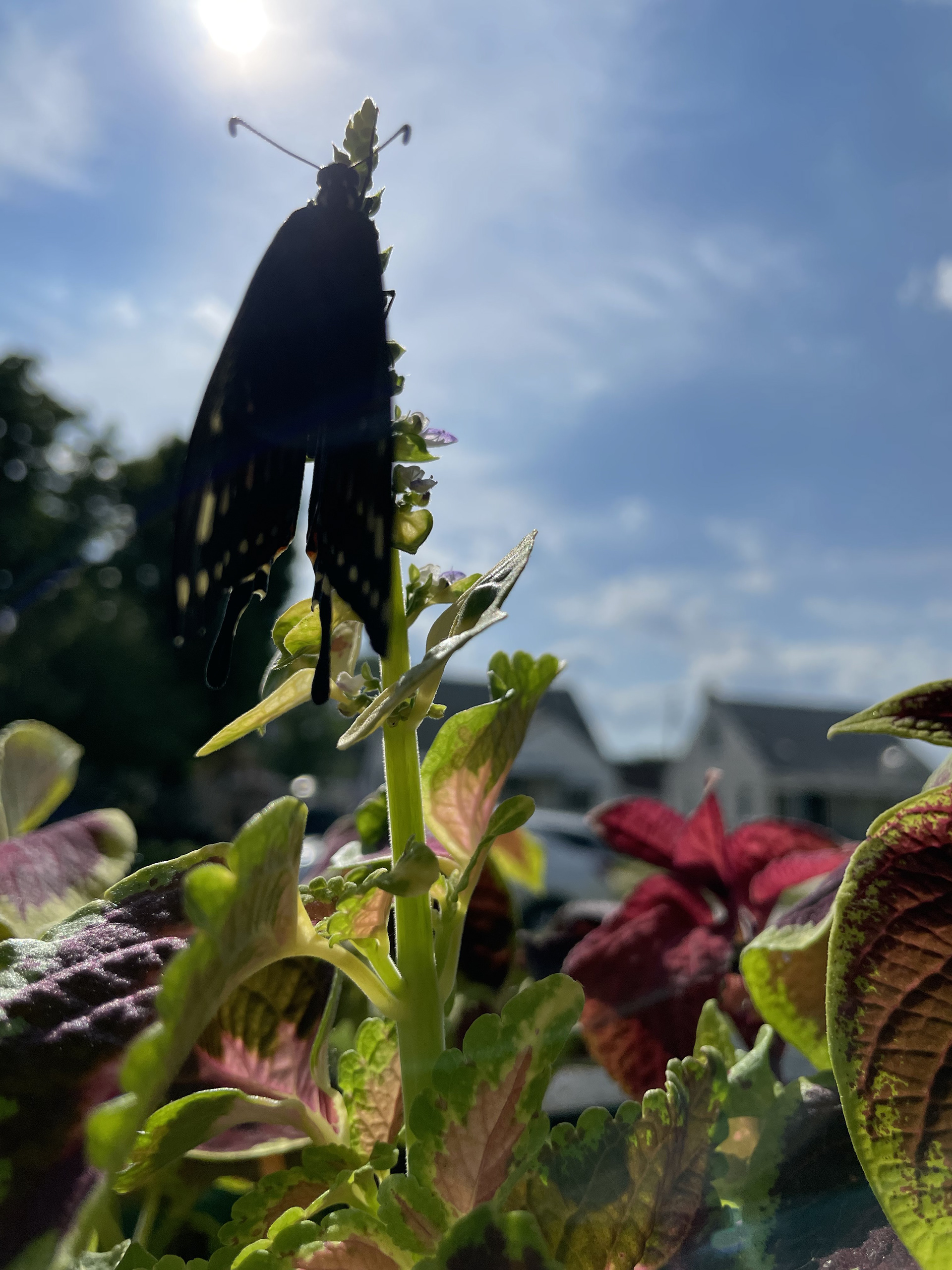 Black Swallowtail Butterfly