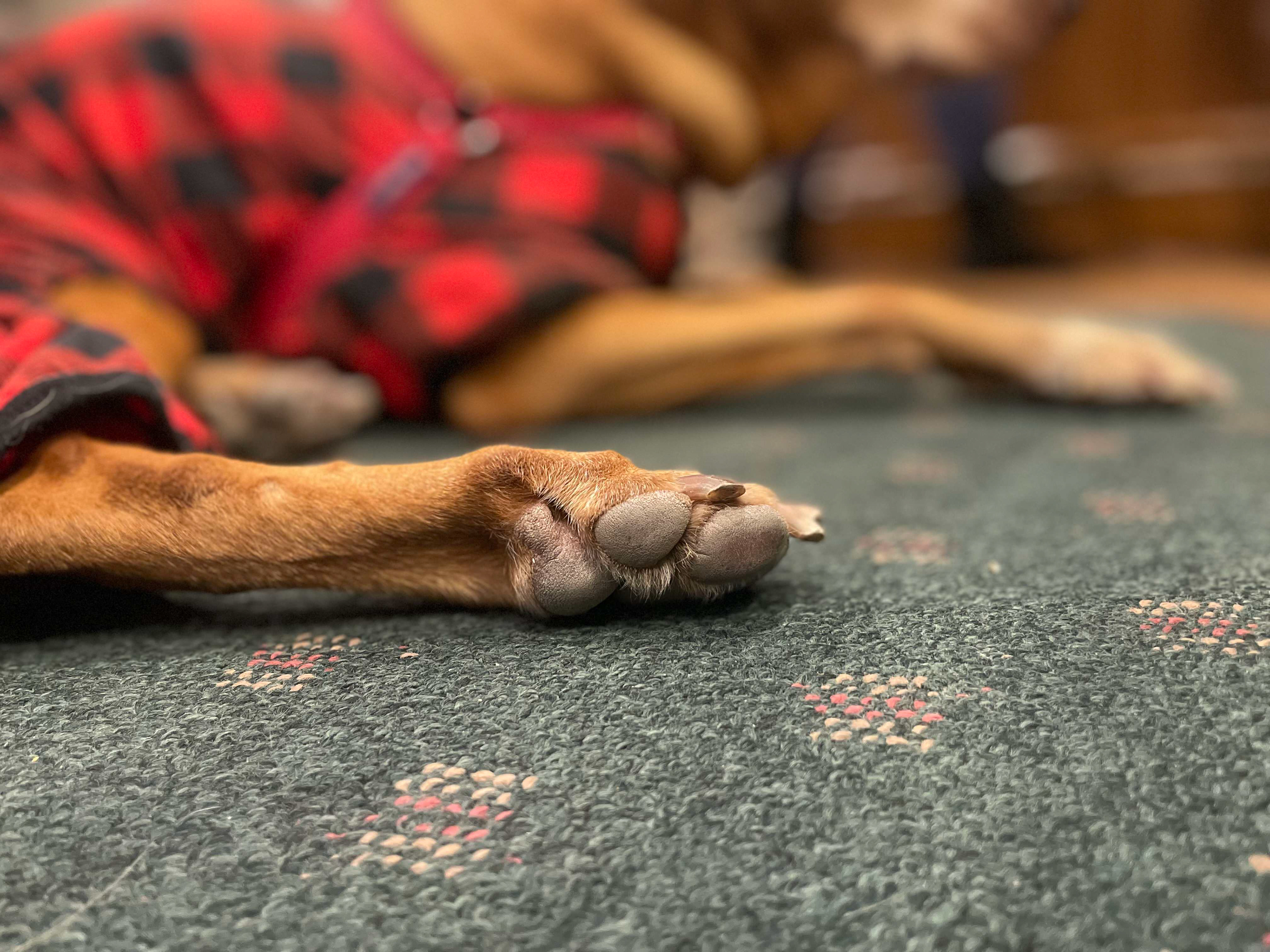 Maizey December 2022