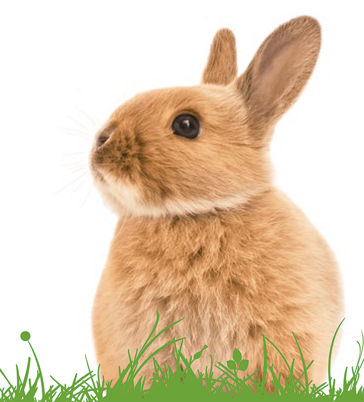 Science Selective – Cutout & Retouched Rabbit from Brown to Light Biege