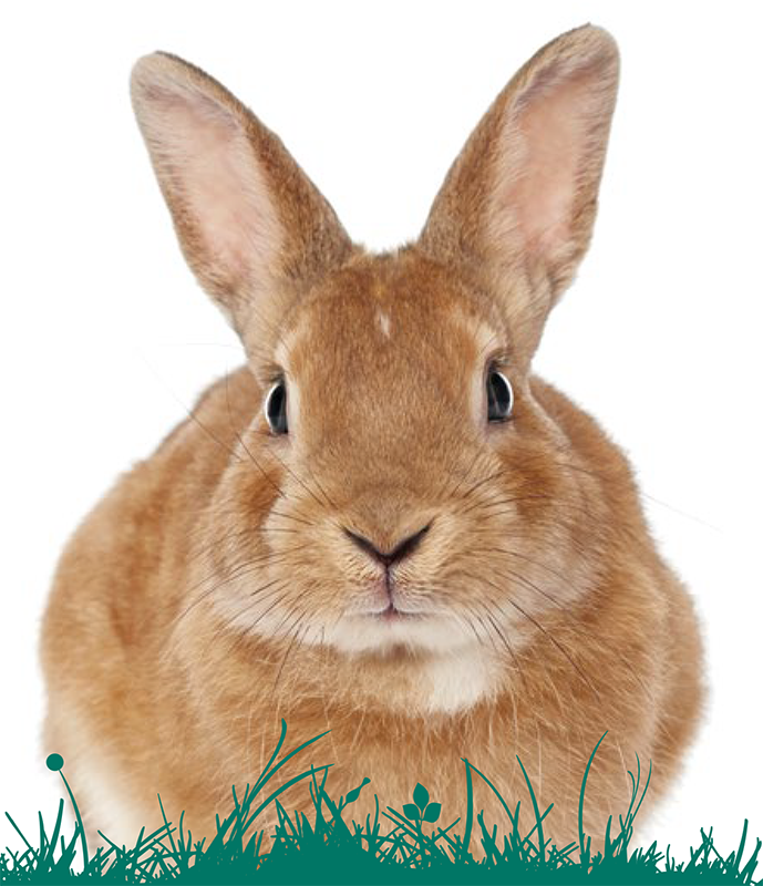 Science Selective – Cutout & Retouched Rabbit from Grey to Brown