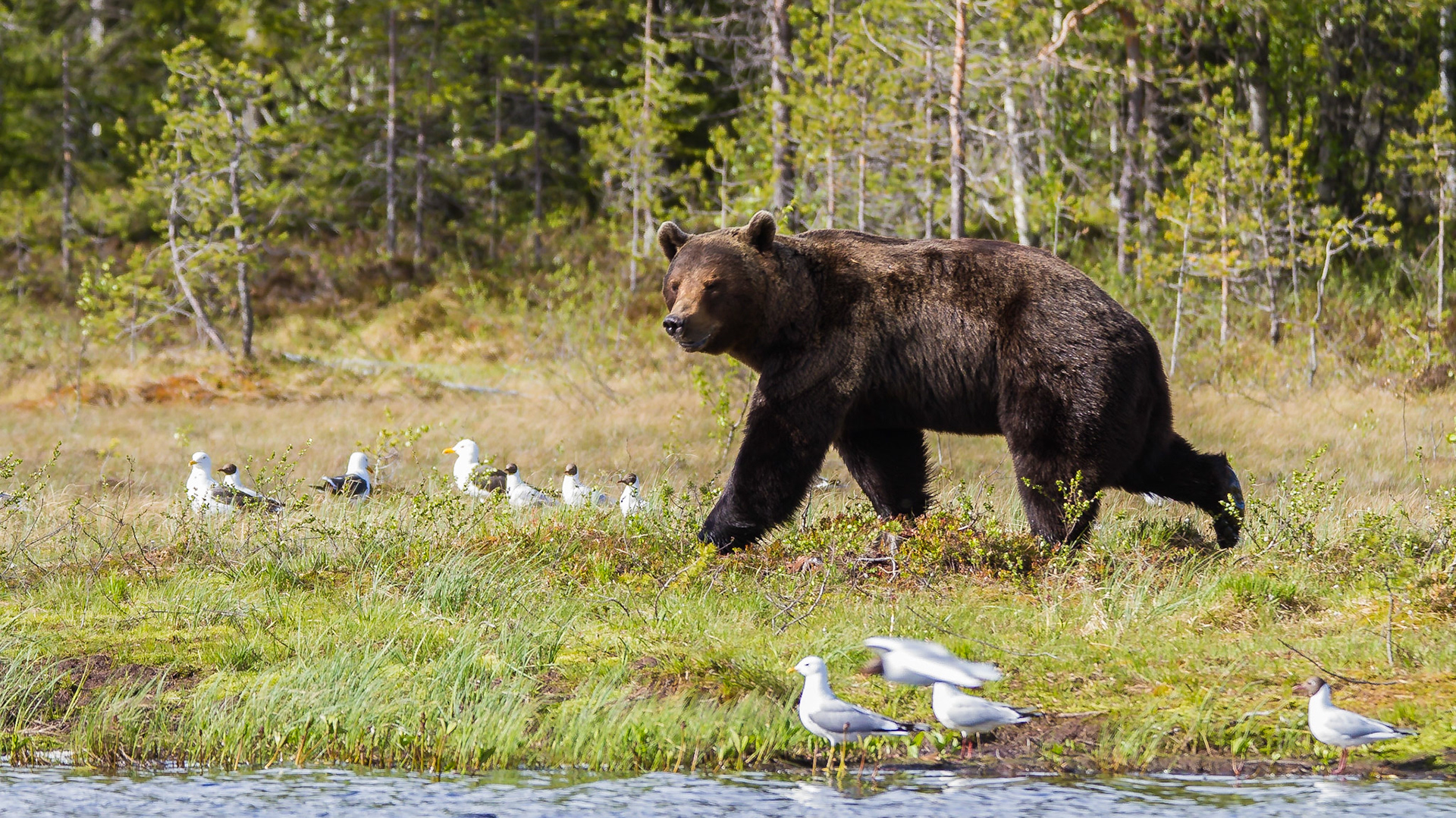 Martinselkosen Finland