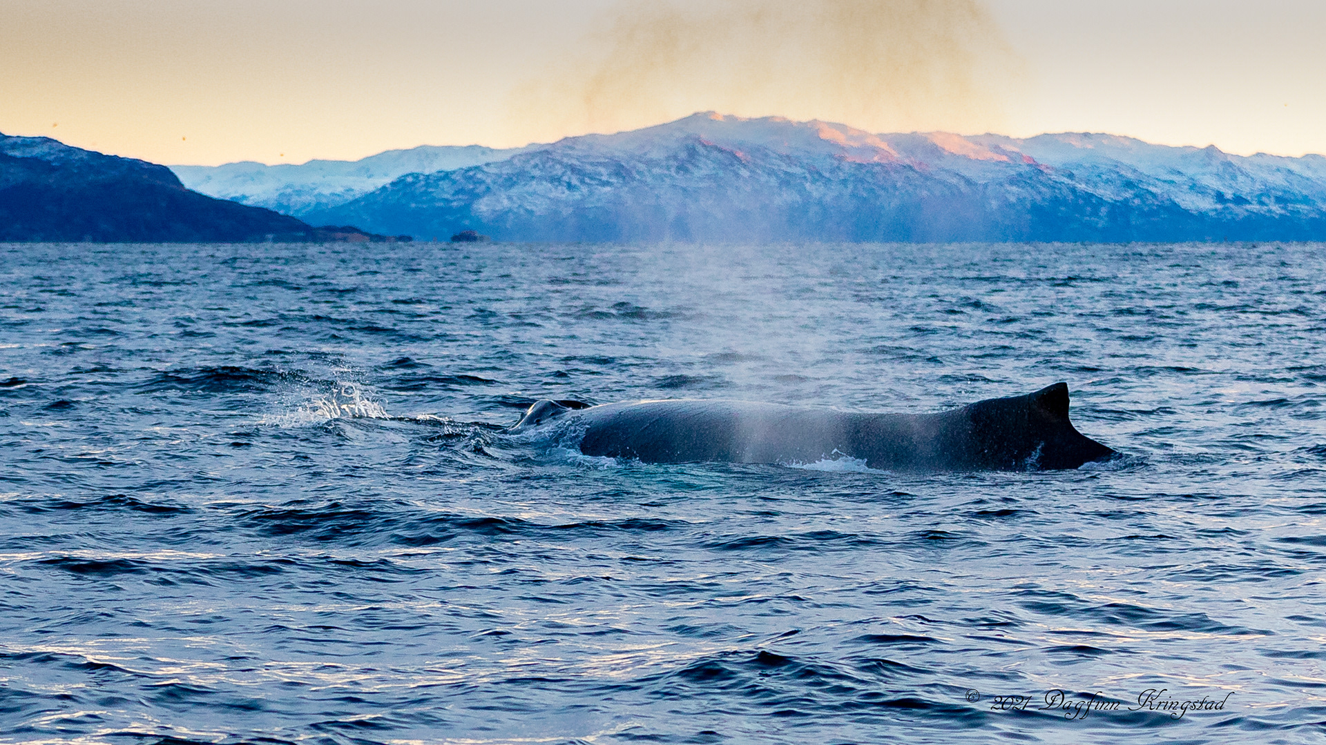 Knølhval utenfor Skjervøy