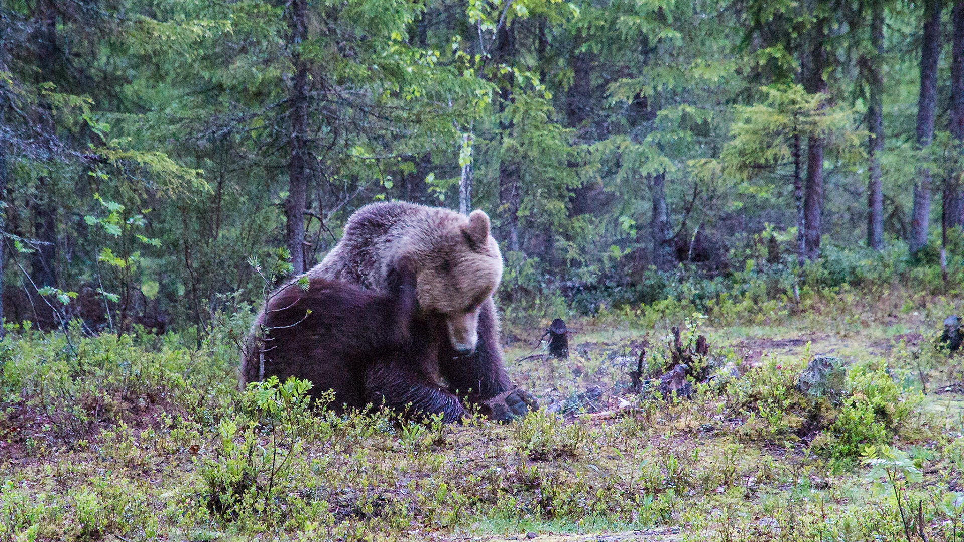 Martinselkosen Finland