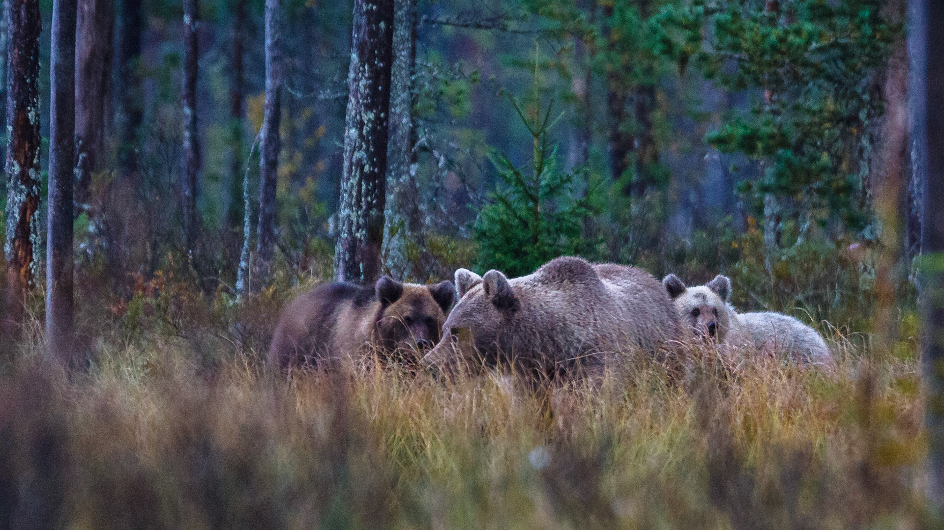 Kuhmo Finland