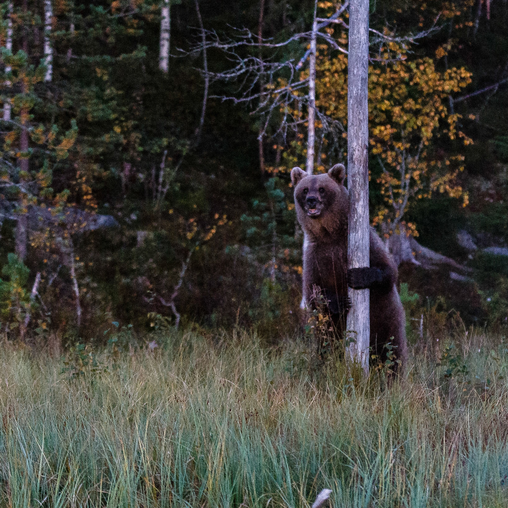 Kuhmo Finland