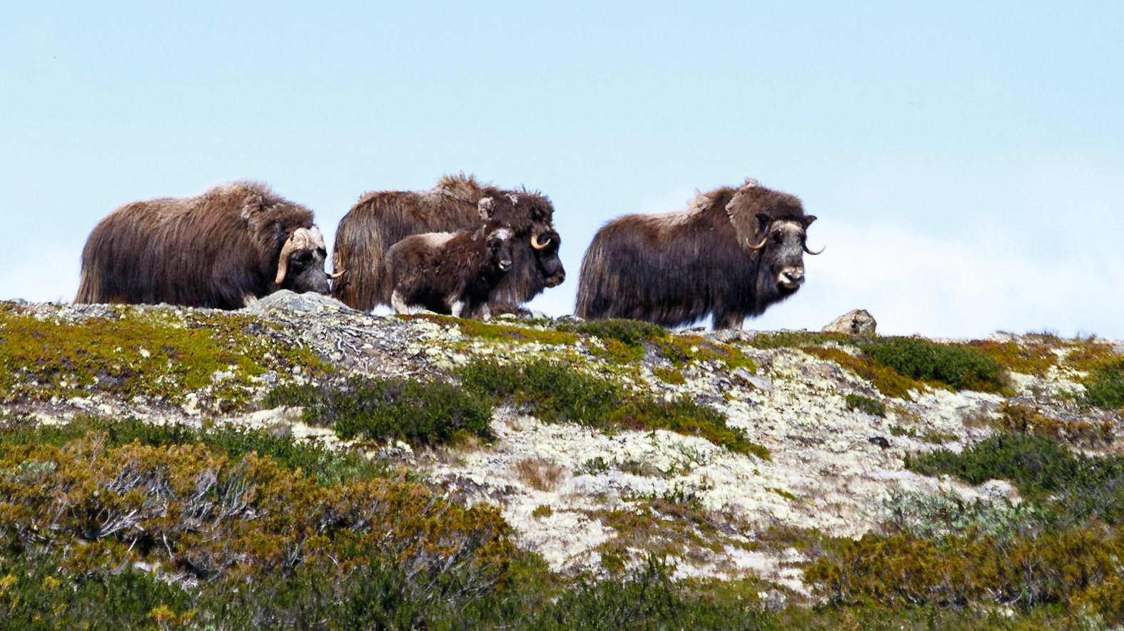 Moskus på Dovrefjell