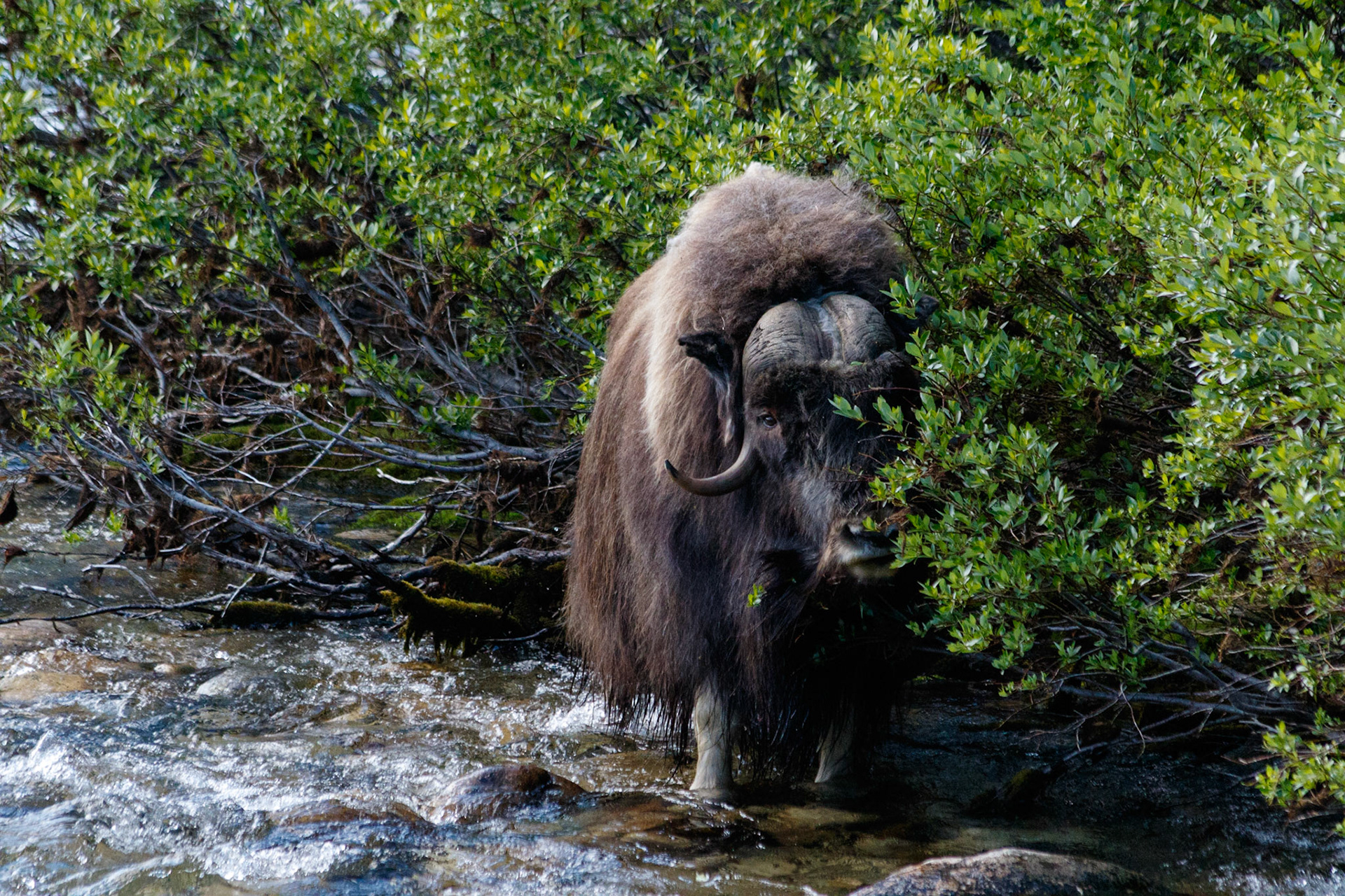 Moskus på Dovrefjell