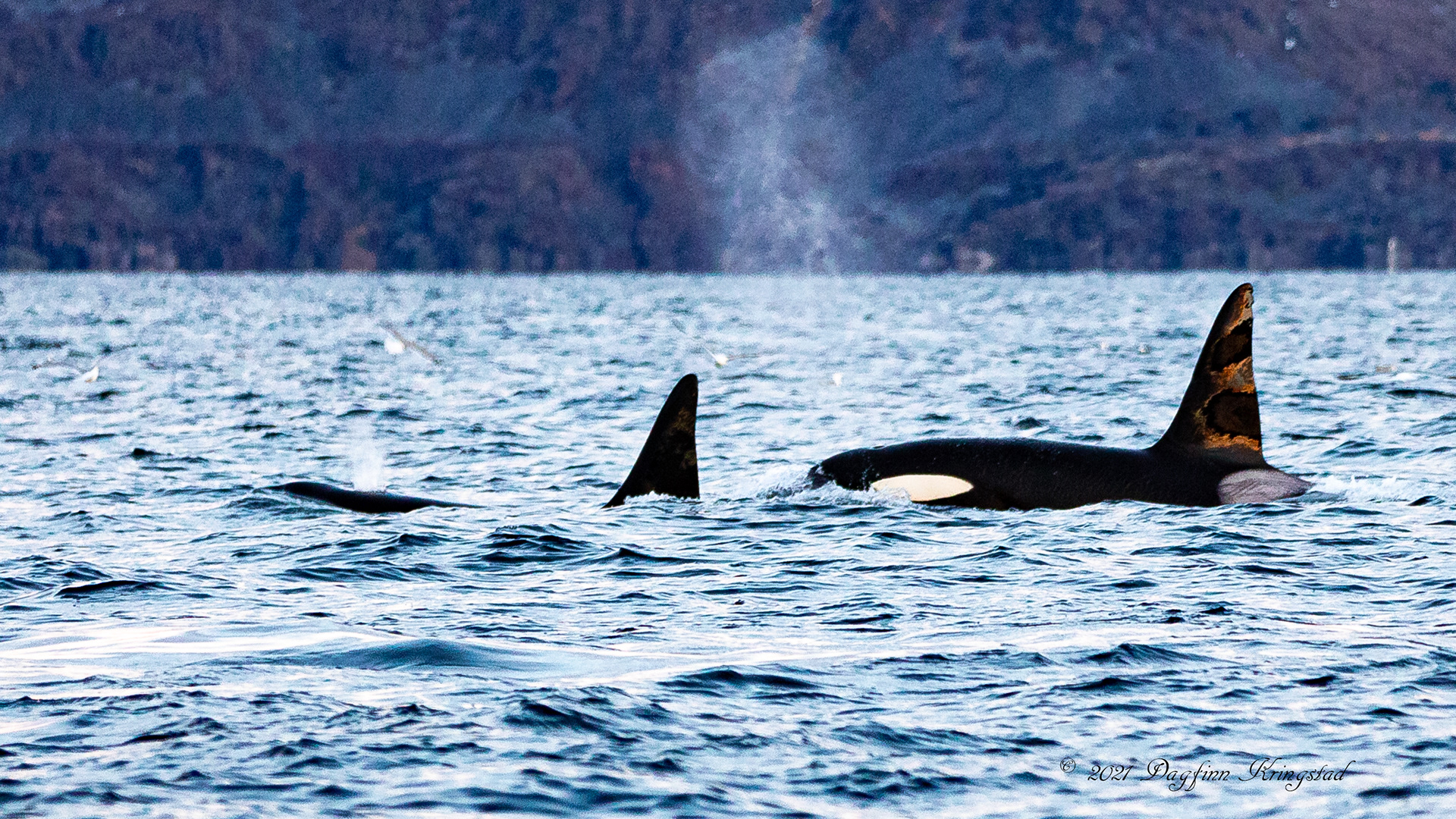 Spekkhogger utenfor Skjervøy