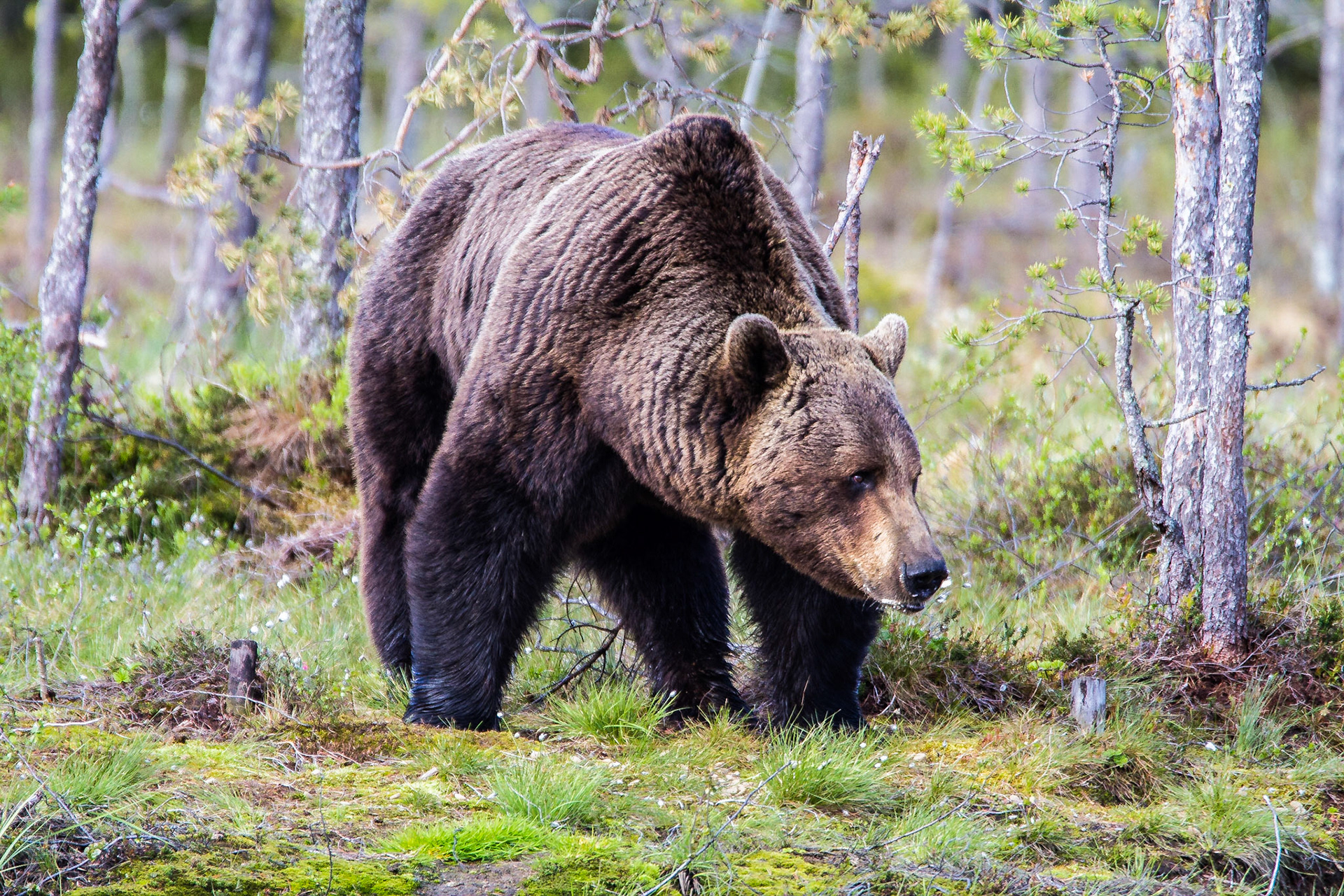Martinselkosen Finland
