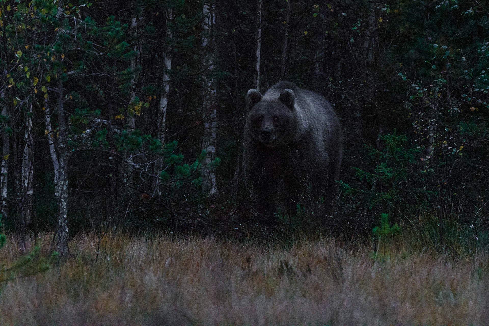 Kuhmo Finland