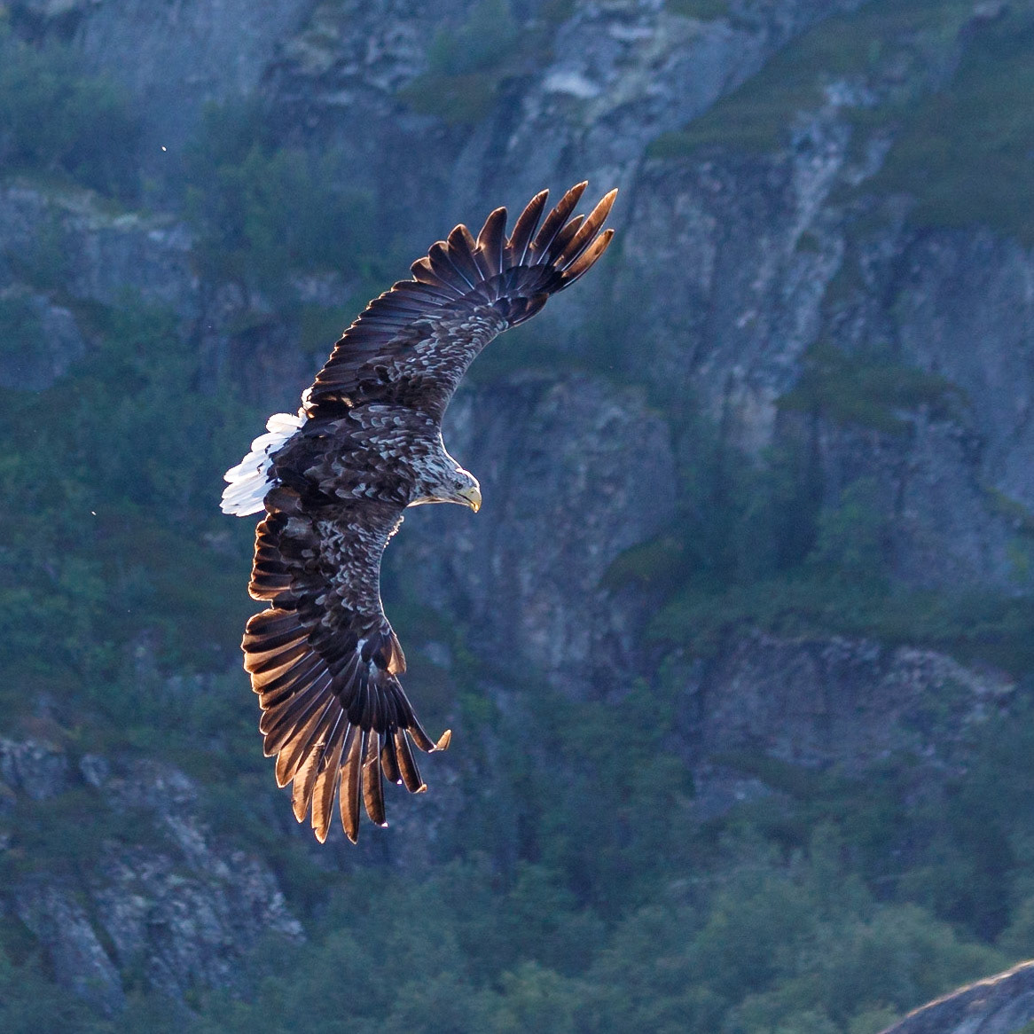 Lofoten