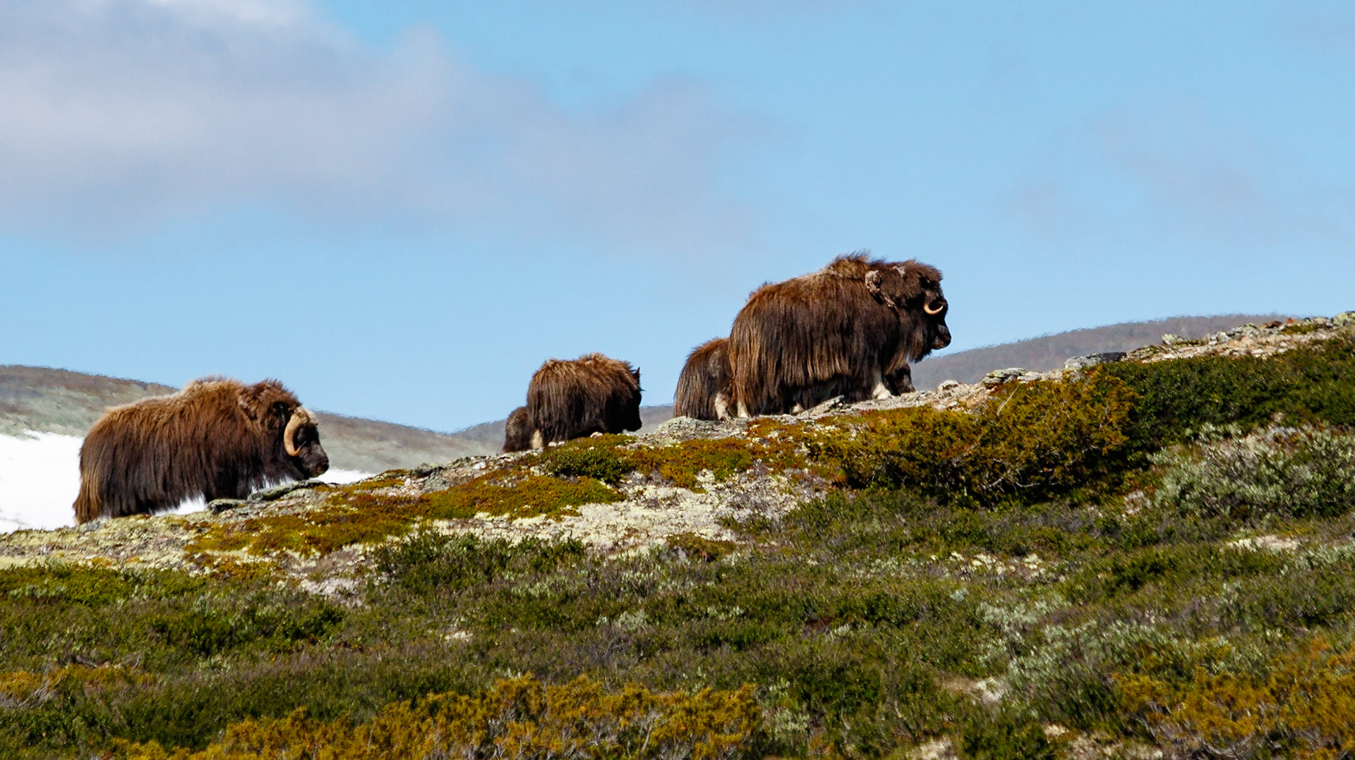 Moskus på Dovrefjell