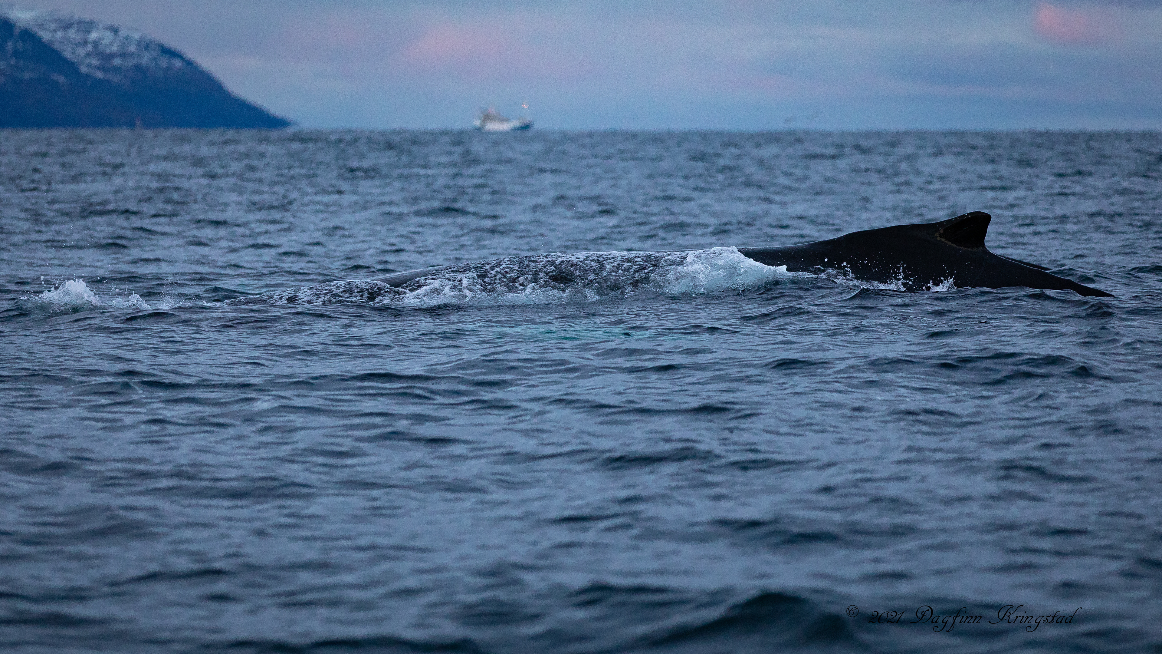 Knølhval utenfor Skjervøy