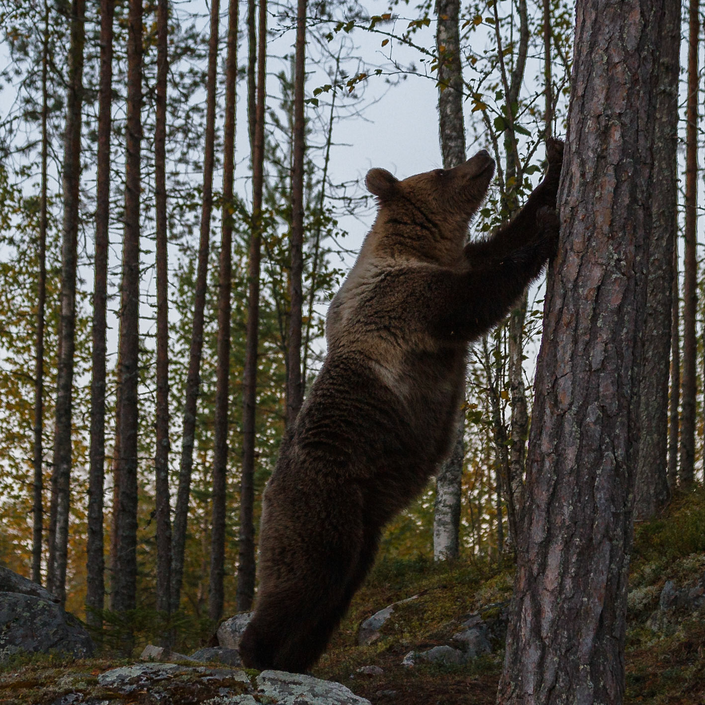 Kuhmo Finland