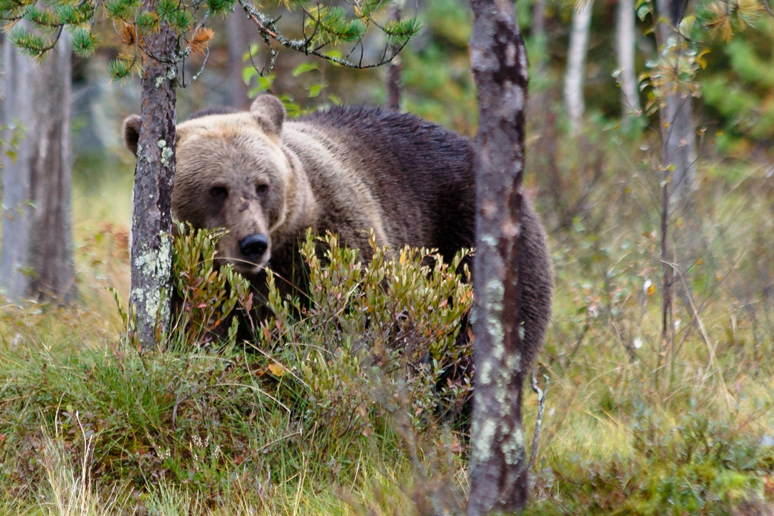 Kuhmo Finland