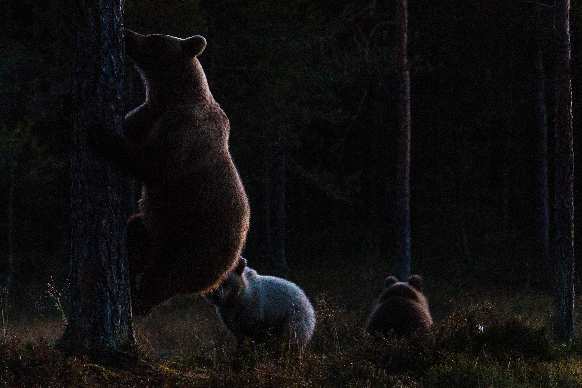 Kuhmo Finland