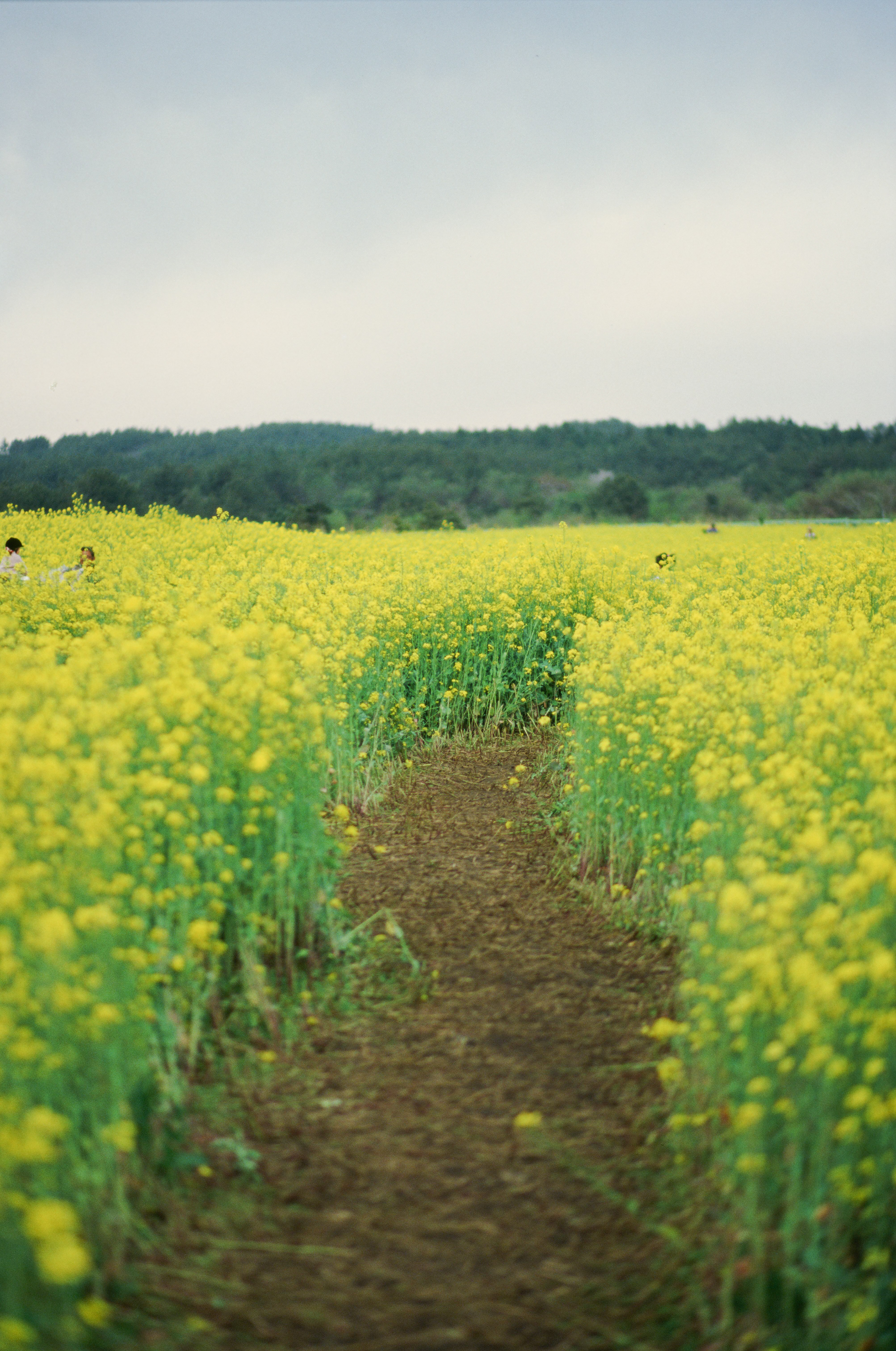 EOS 620, Kodak E100D