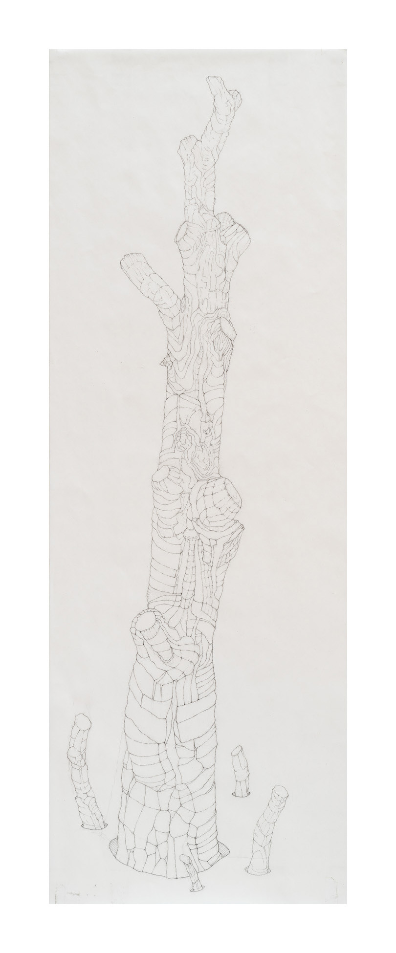 Amputated Wise Oak 3, 2022-23 graphite on vellum Paper size: 32 x 11 in (81.28 x 27.94 cm)