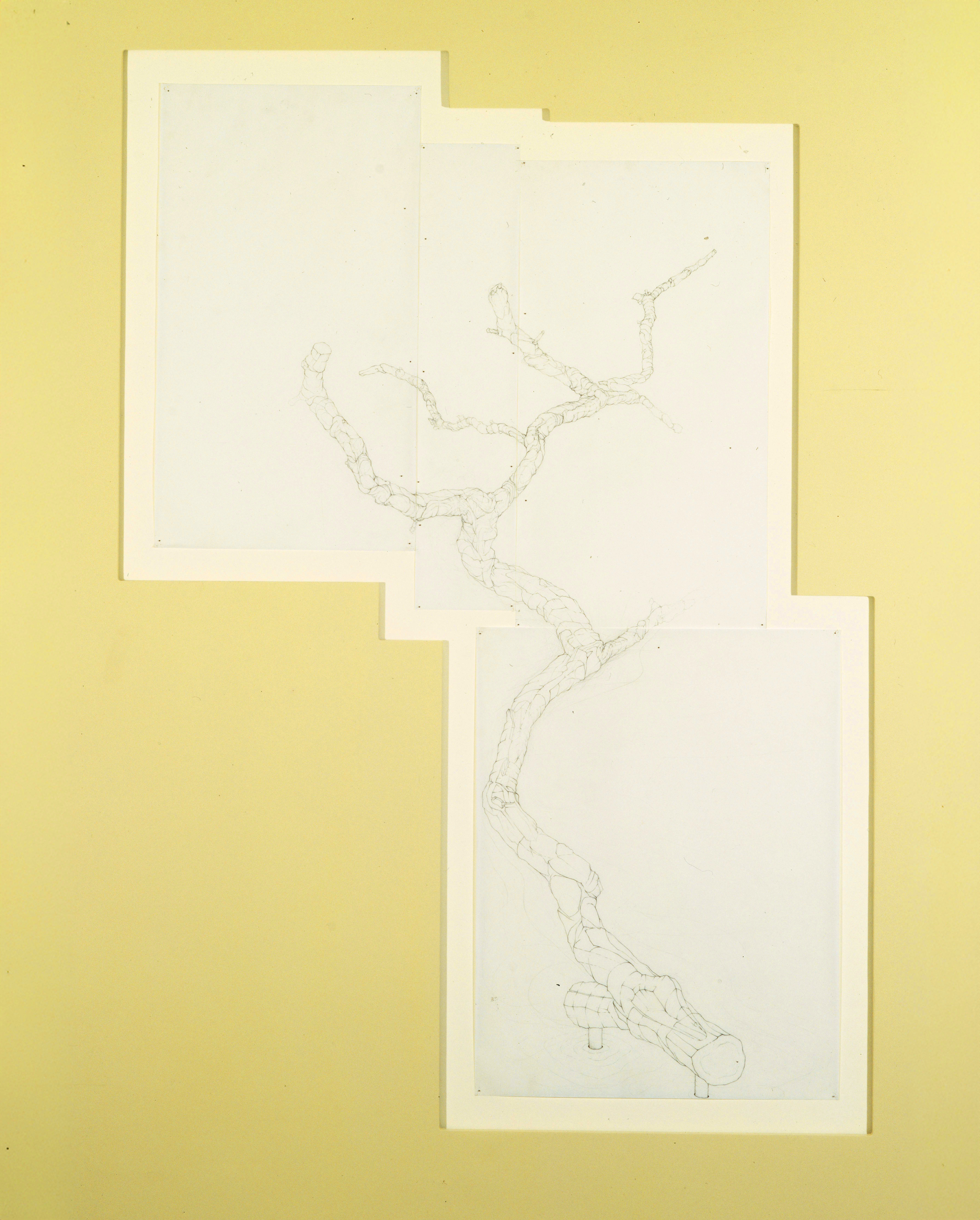 [CTB2] Catalpa Tree Branch Study 2, 1985-86 graphite on vellum Paper size: 48 x 31 in (121.92 x 78.74 cm) Framed: 50 x 33.5 x 2 in (127.0 x 85.09 x 5.08 cm)