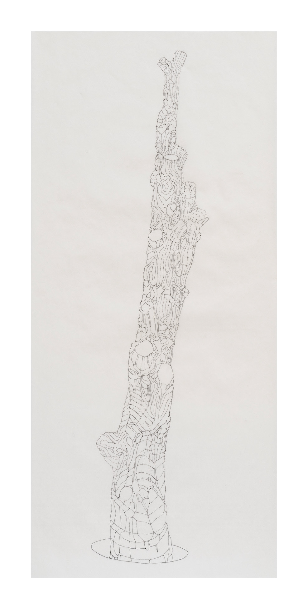 Amputated Wise Oak 1, 2022-23 graphite on vellum Paper size: 28 x 13 in (71.12 x 33.02 cm) Framed: 31.25 x 15.5 in (79.38 x 39.37 cm)