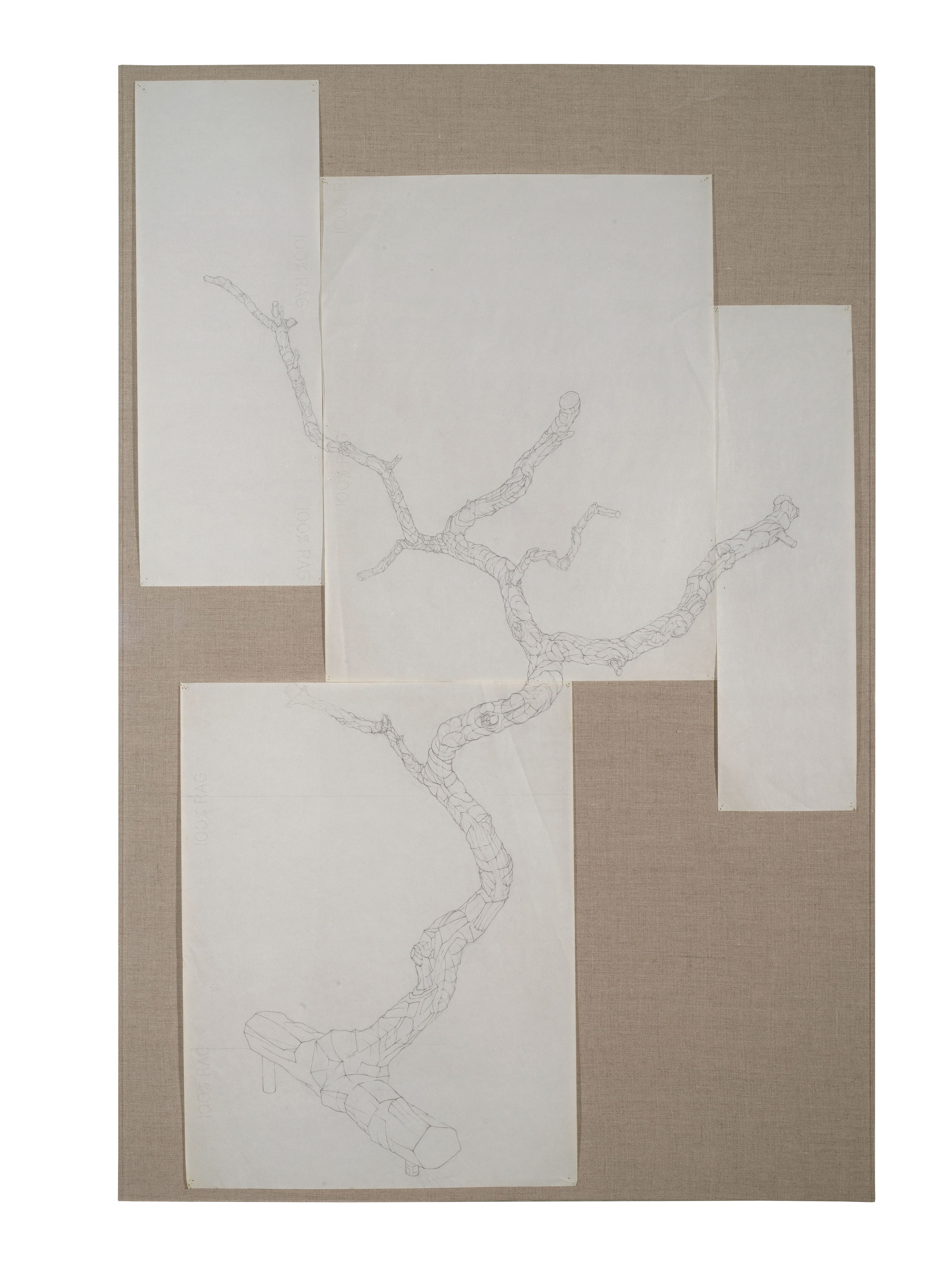 [CTB1] Catalpa Tree Branch Study 1, 1985-86 graphite on vellum Paper size: 48 x 31 in (121.92 x 78.74 cm) Framed: 50 x 33.5 x 2 in (127.0 x 85.09 x 5.08 cm)