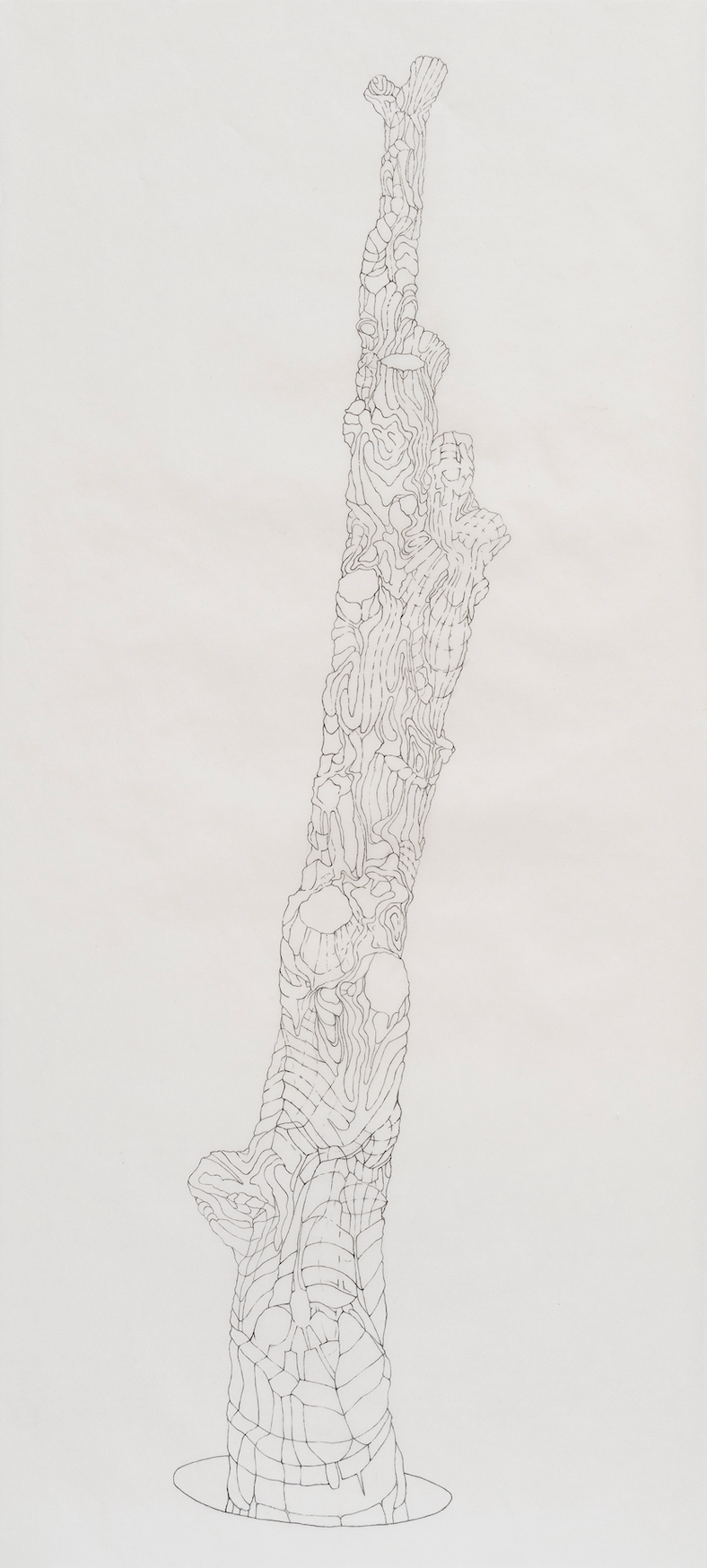 [W13] Amputated Wise Oak 1, 2022-23 graphite on vellum Paper size: 28 x 13 in (71.12 x 33.02 cm) Framed: 31.25 x 15.5 in (79.38 x 39.37 cm)