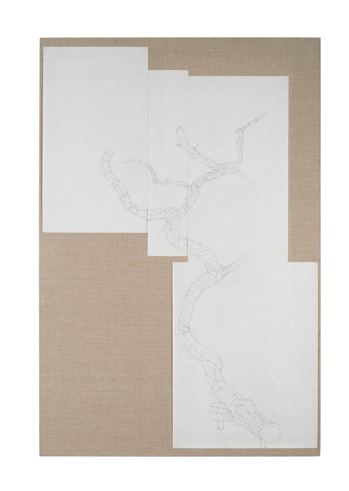 Catalpa Tree Branch Study 2, 1985-86 graphite on vellum Paper size: 48 x 31 in (121.92 x 78.74 cm) Framed: 50 x 33.5 x 2 in (127.0 x 85.09 x 5.08 cm)