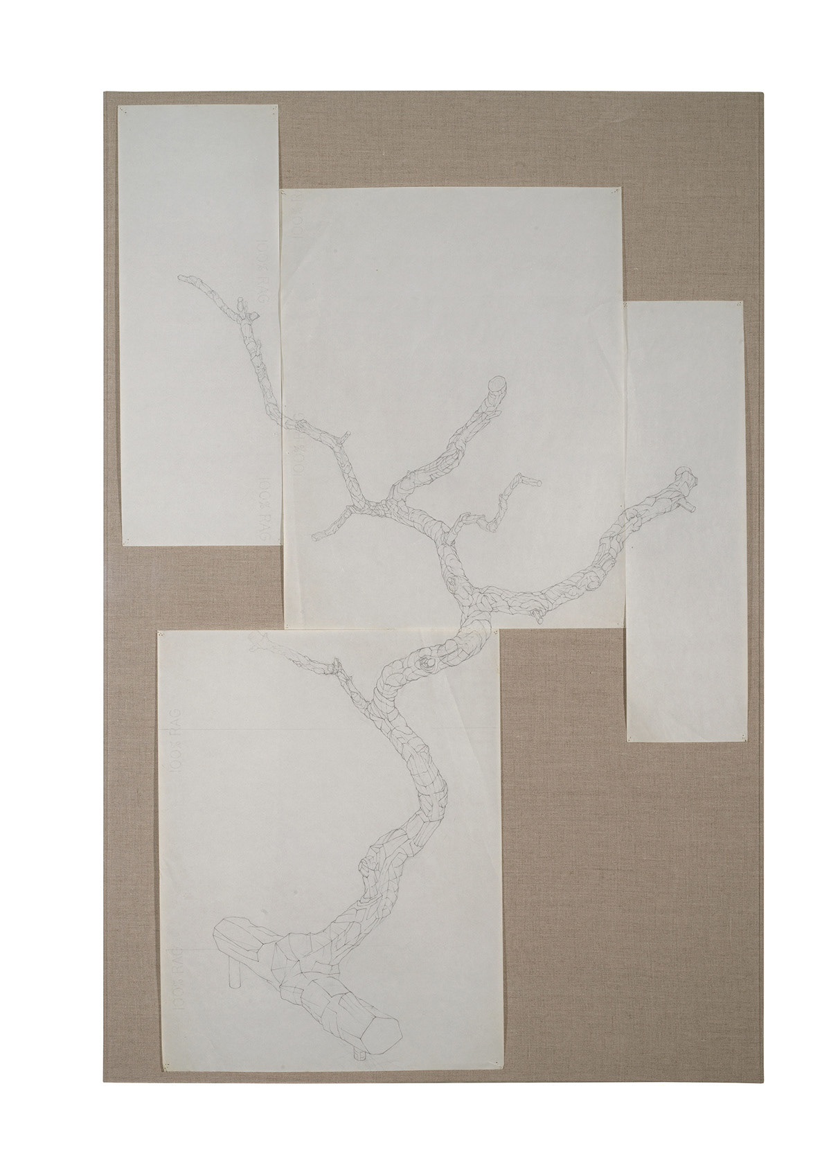 Catalpa Tree Branch Study 1, 1985-86 graphite on vellum Paper size: 48 x 31 in (121.92 x 78.74 cm) Framed: 50 x 33.5 x 2 in (127.0 x 85.09 x 5.08 cm)