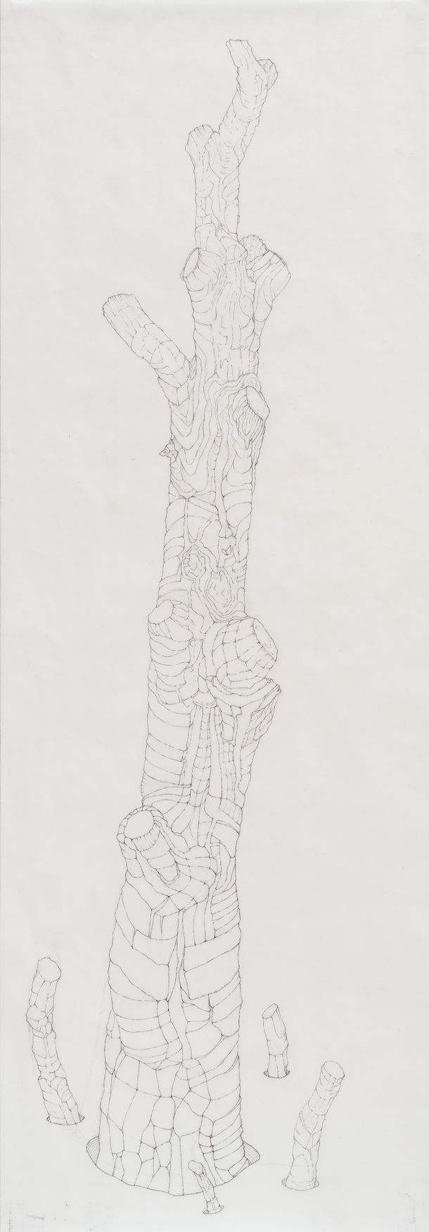 [W11] Amputated Wise Oak 3, 2022-23 graphite on vellum Paper size: 32 x 11 in (81.28 x 27.94 cm)