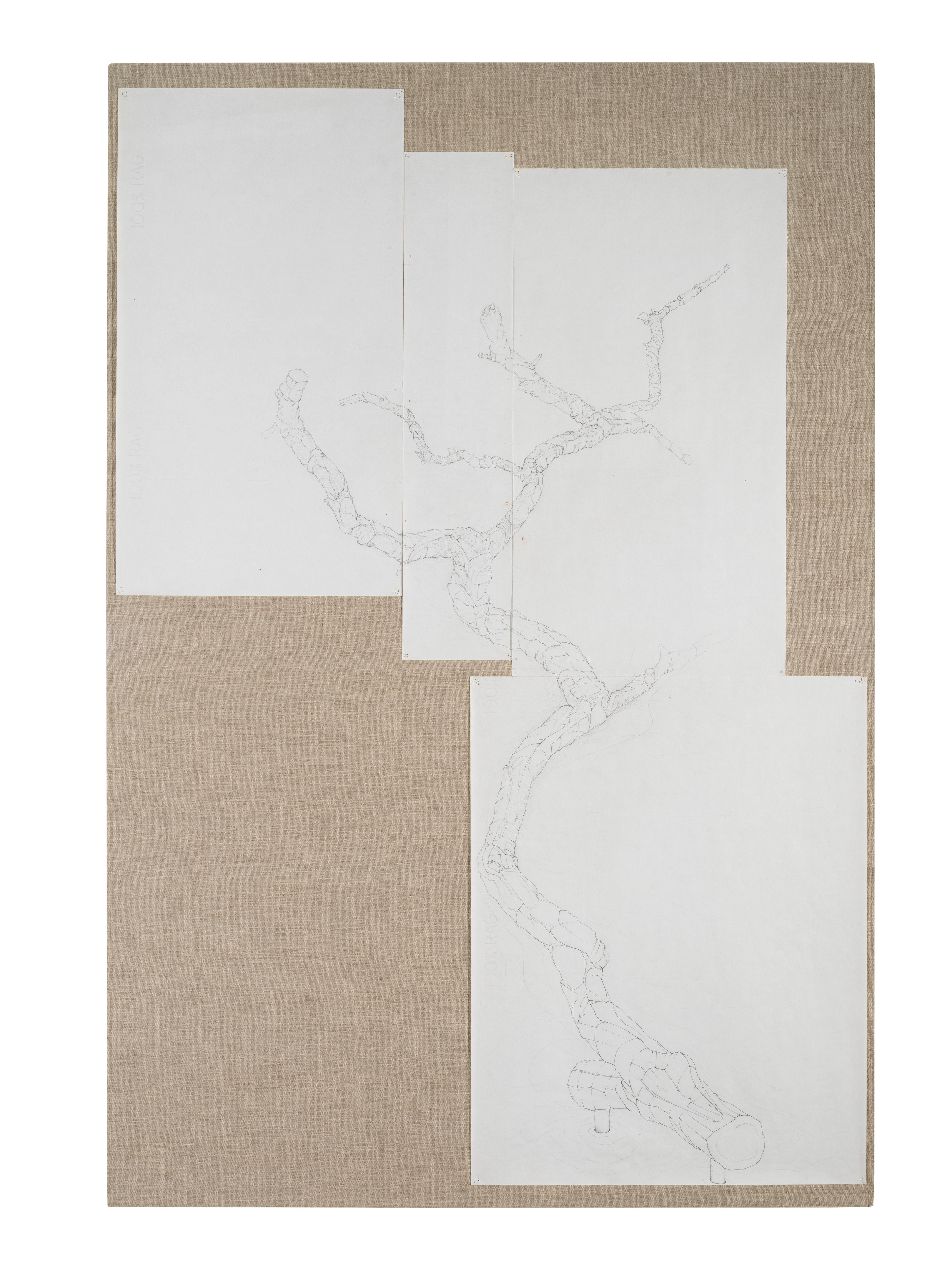 [CTB2] Catalpa Tree Branch Study 2, 1985-86 graphite on vellum Paper size: 48 x 31 in (121.92 x 78.74 cm) Framed: 50 x 33.5 x 2 in (127.0 x 85.09 x 5.08 cm)