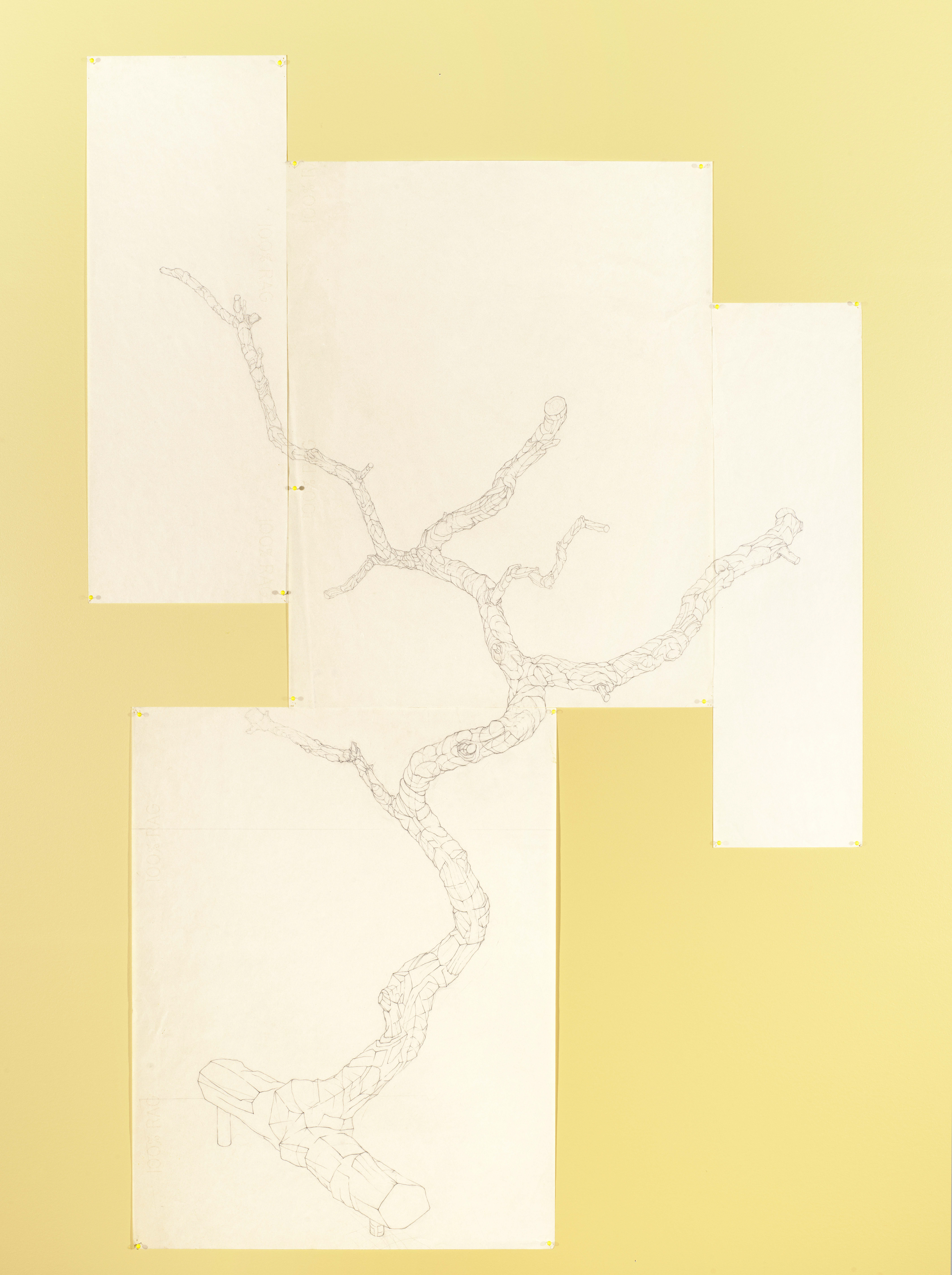 [CTB1] Catalpa Tree Branch Study 1, 1985-86 graphite on vellum Paper size: 48 x 31 in (121.92 x 78.74 cm) Framed: 50 x 33.5 x 2 in (127.0 x 85.09 x 5.08 cm)