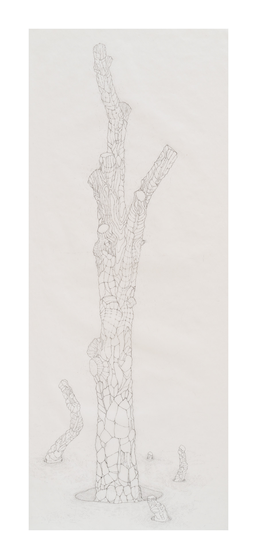 Amputated Wise Oak 4, 2022-23 graphite on vellum Paper size: 30 x 13 in (76.2 x 33.02 cm) Framed: 33.25 x 16 in (84.46 x 40.64 cm)