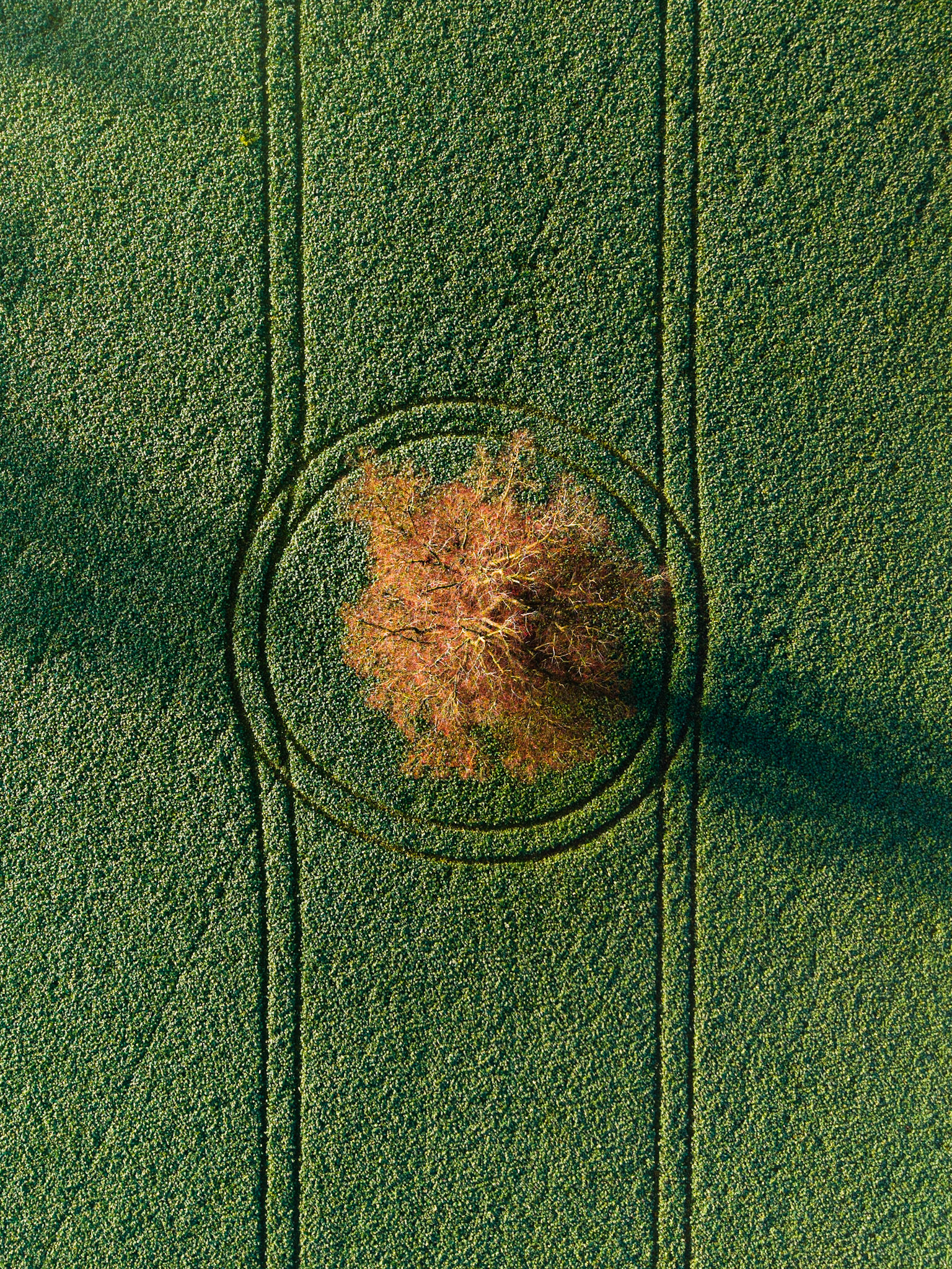 Circle of Trust (1031)